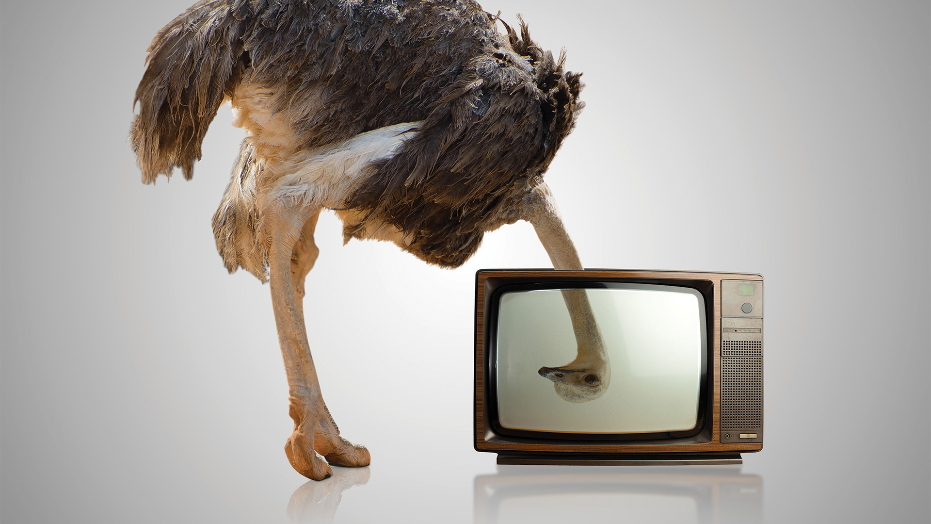Ostrich looking through a television