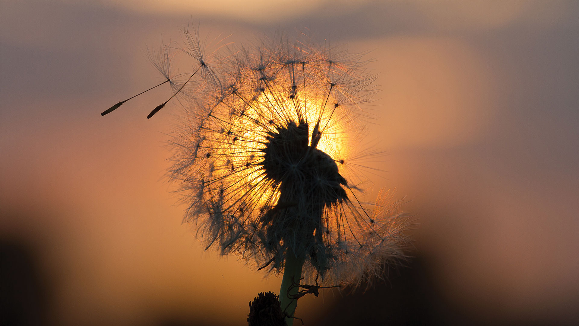 Dandelion being blown in the wind during sunset