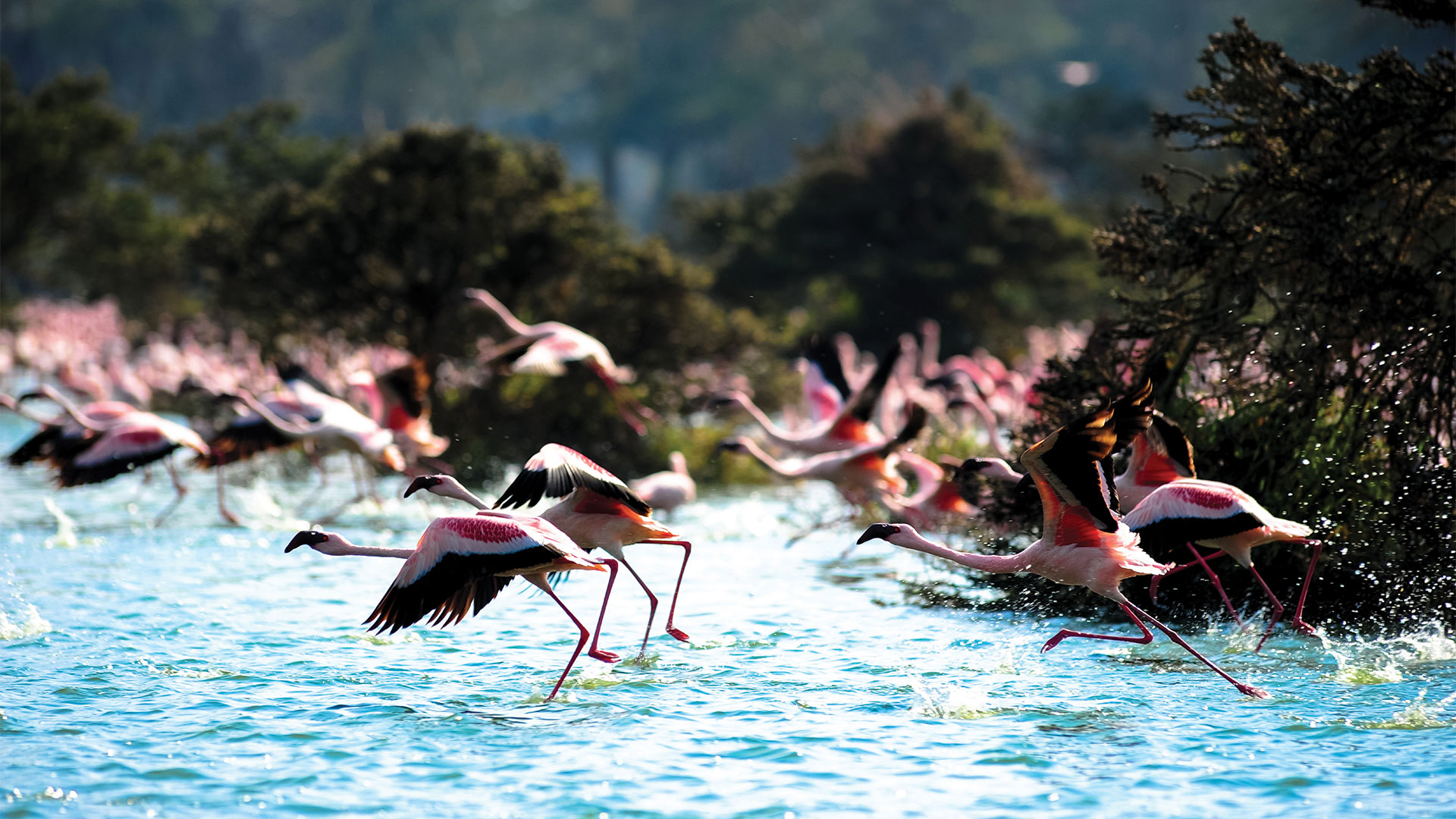 Flamingoes on lake Naivasha