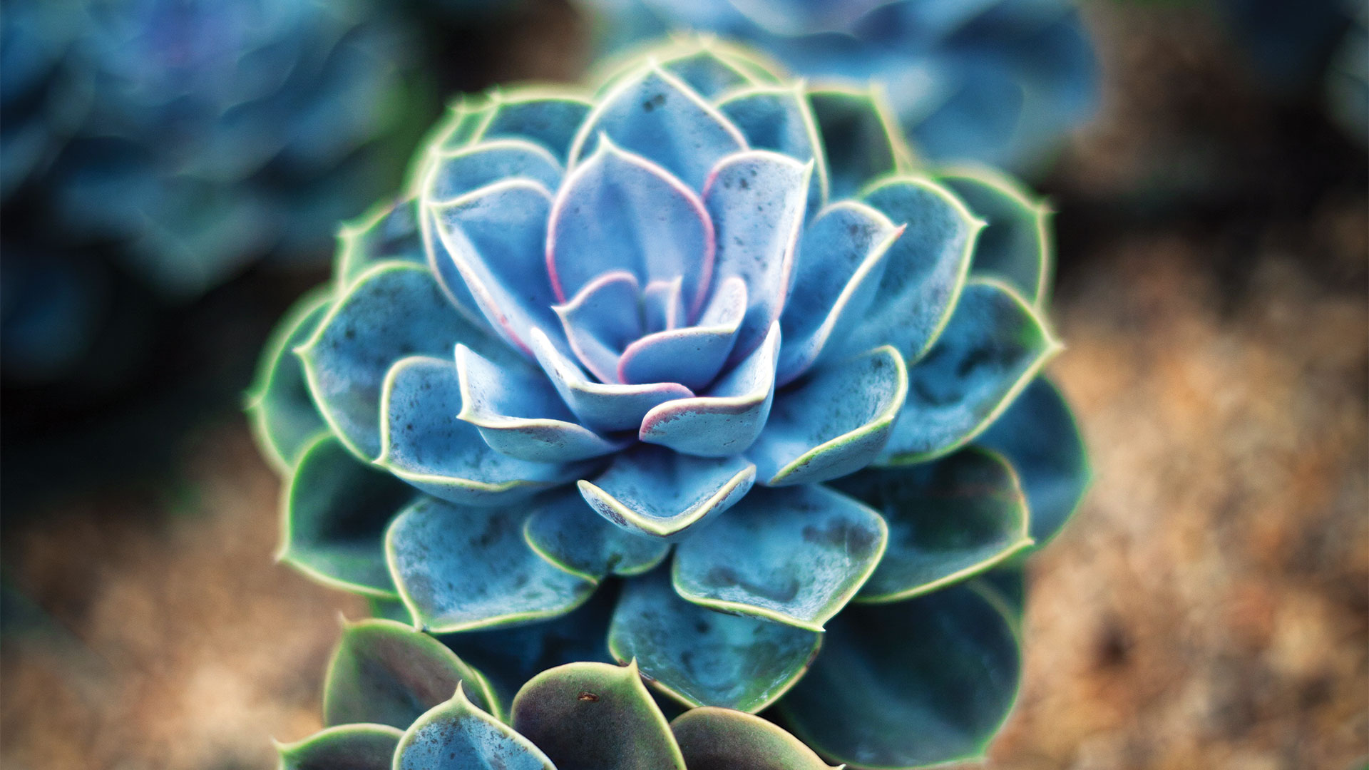 Close up of cactus plant