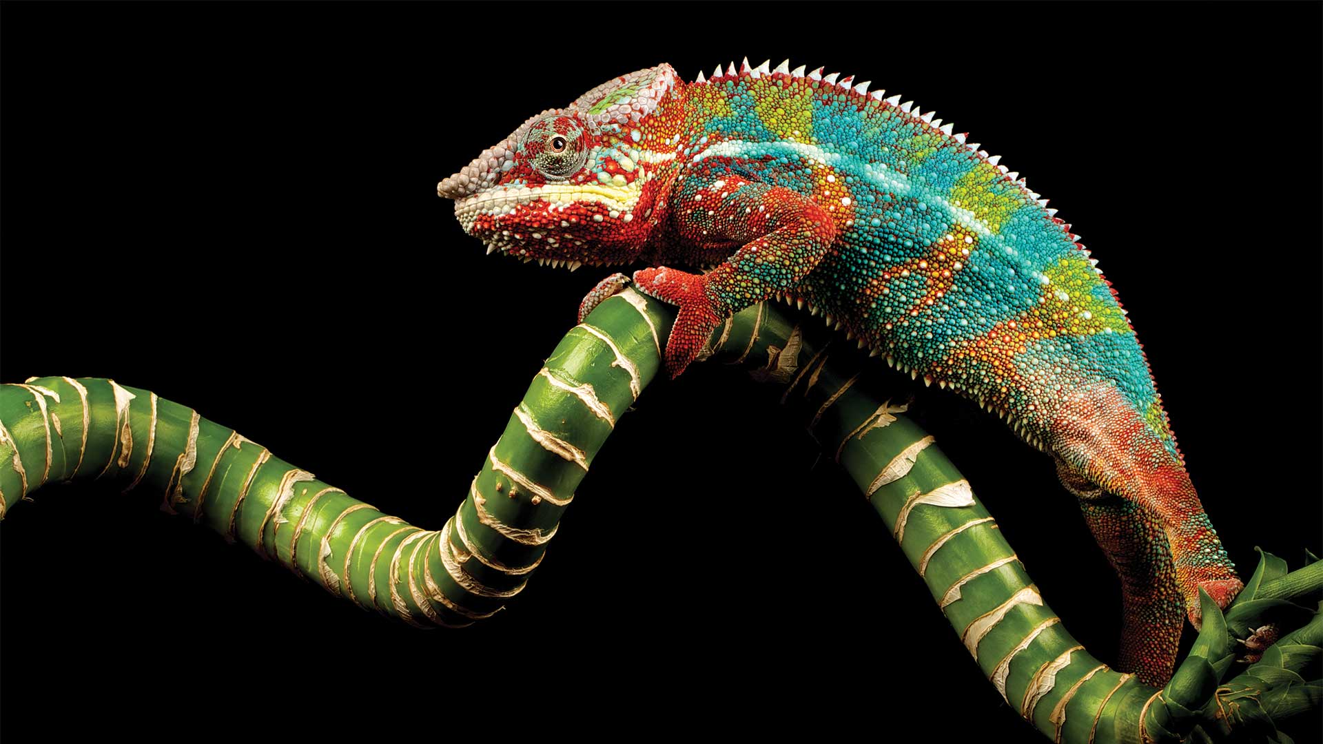 Multi-coloured chameleon on green plant