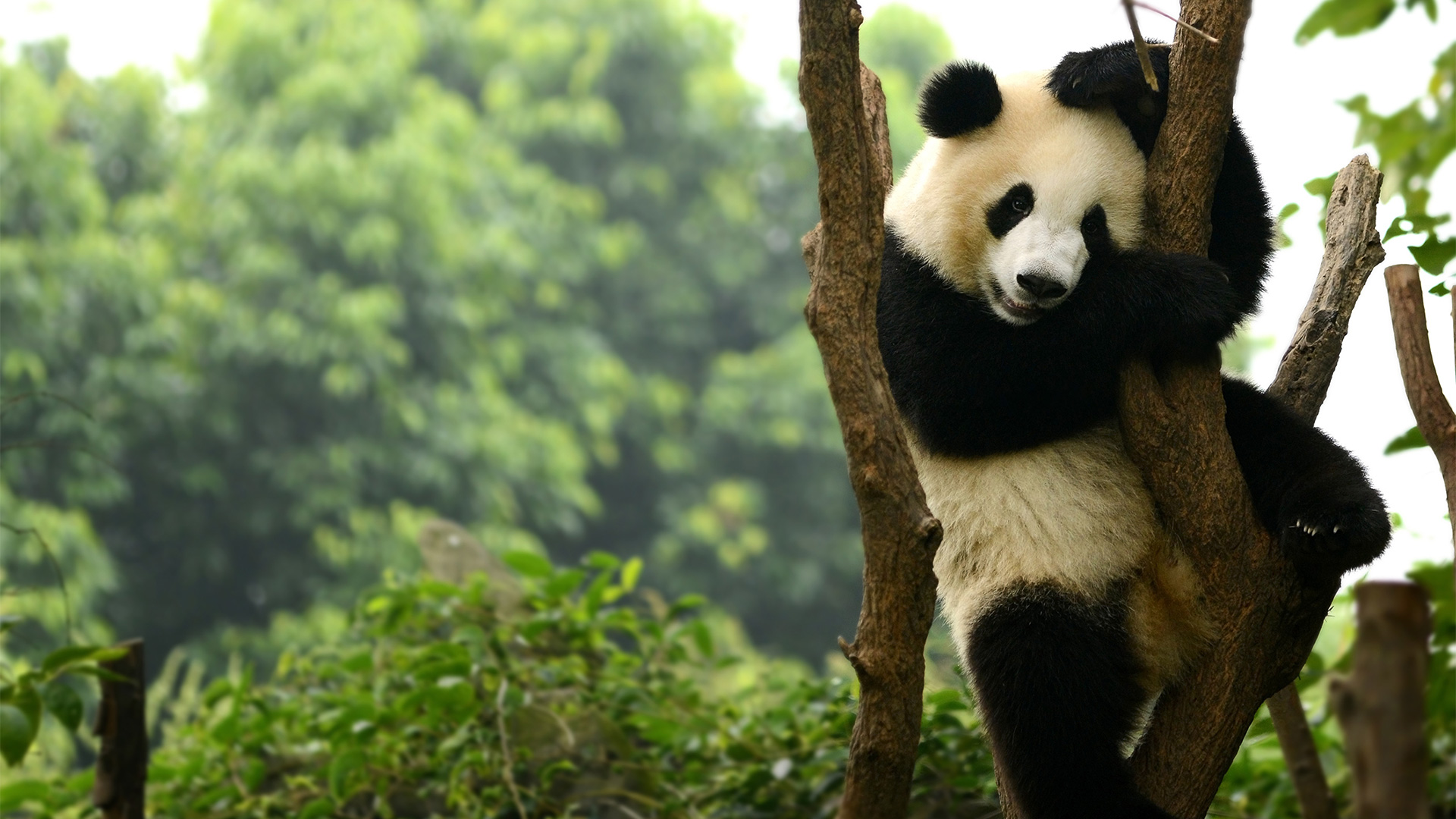 Panda bear playing in tree