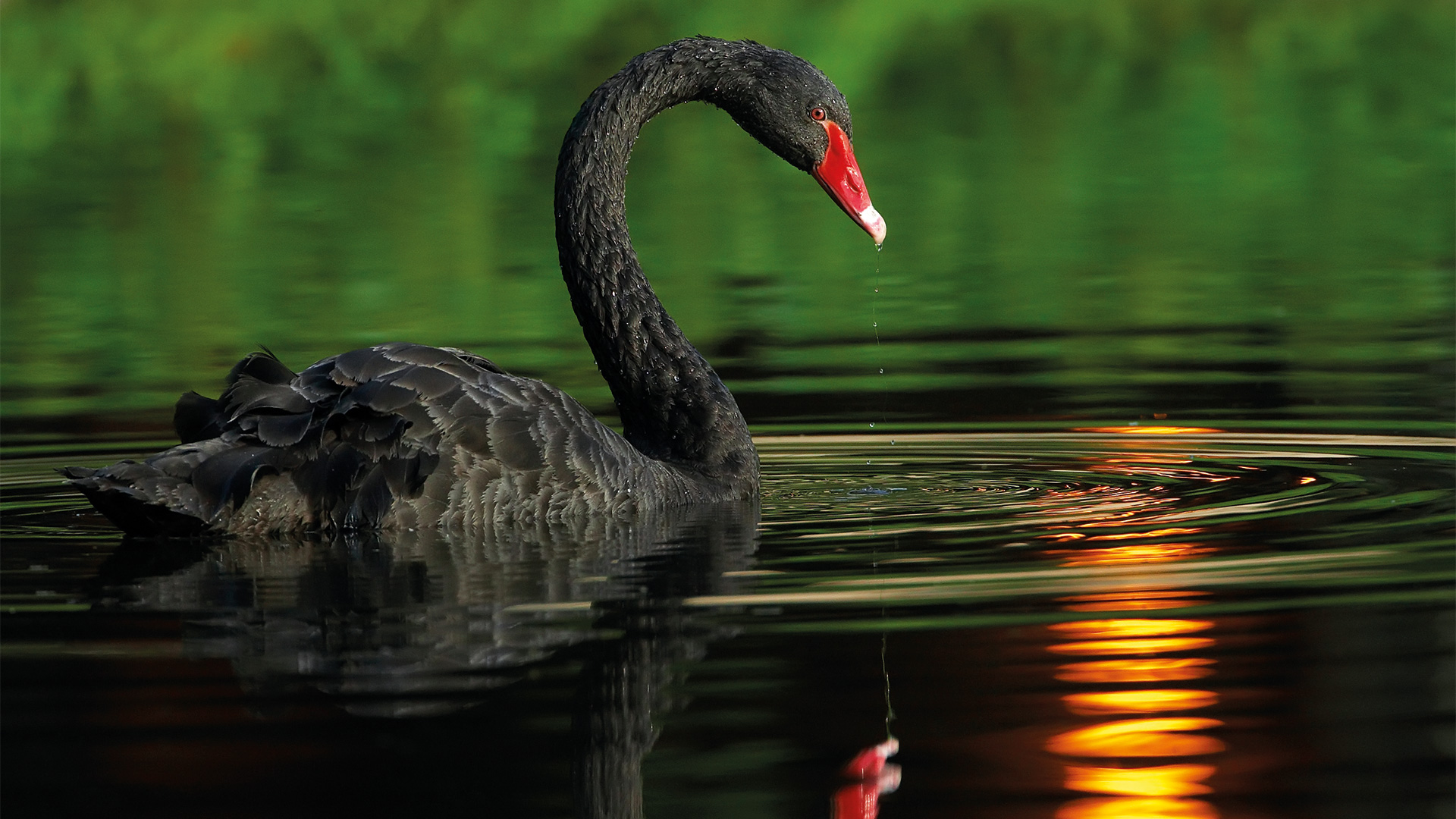 Black swn swimming in lake with the sun reflecting in the water