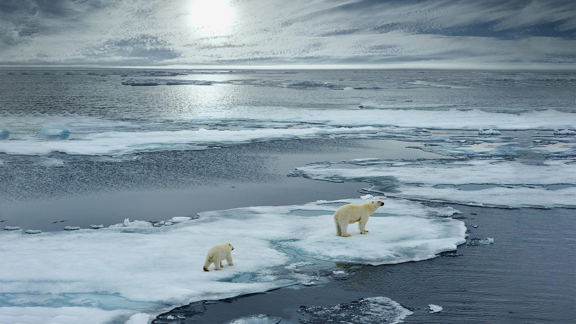 Polar bears standing in the middle of icebergs