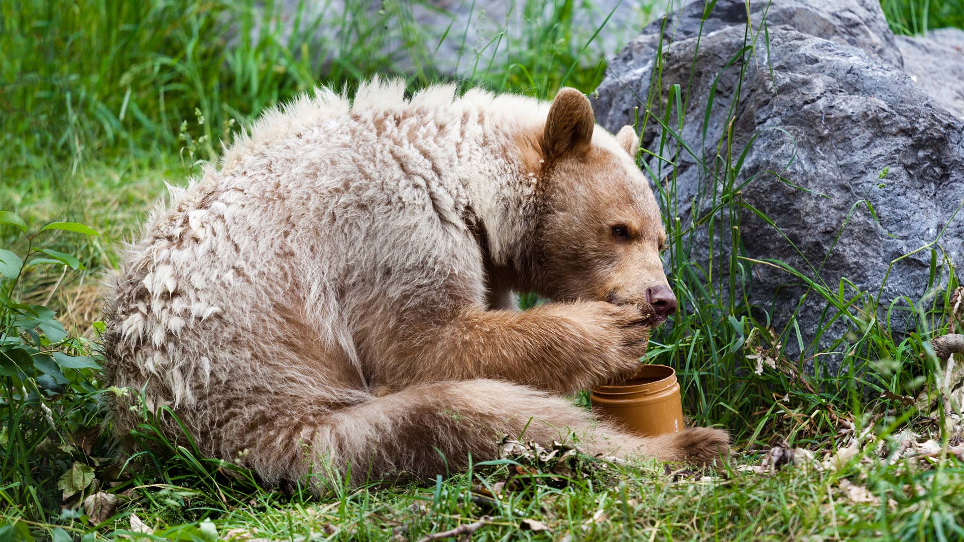 Bear sitting and eating honey