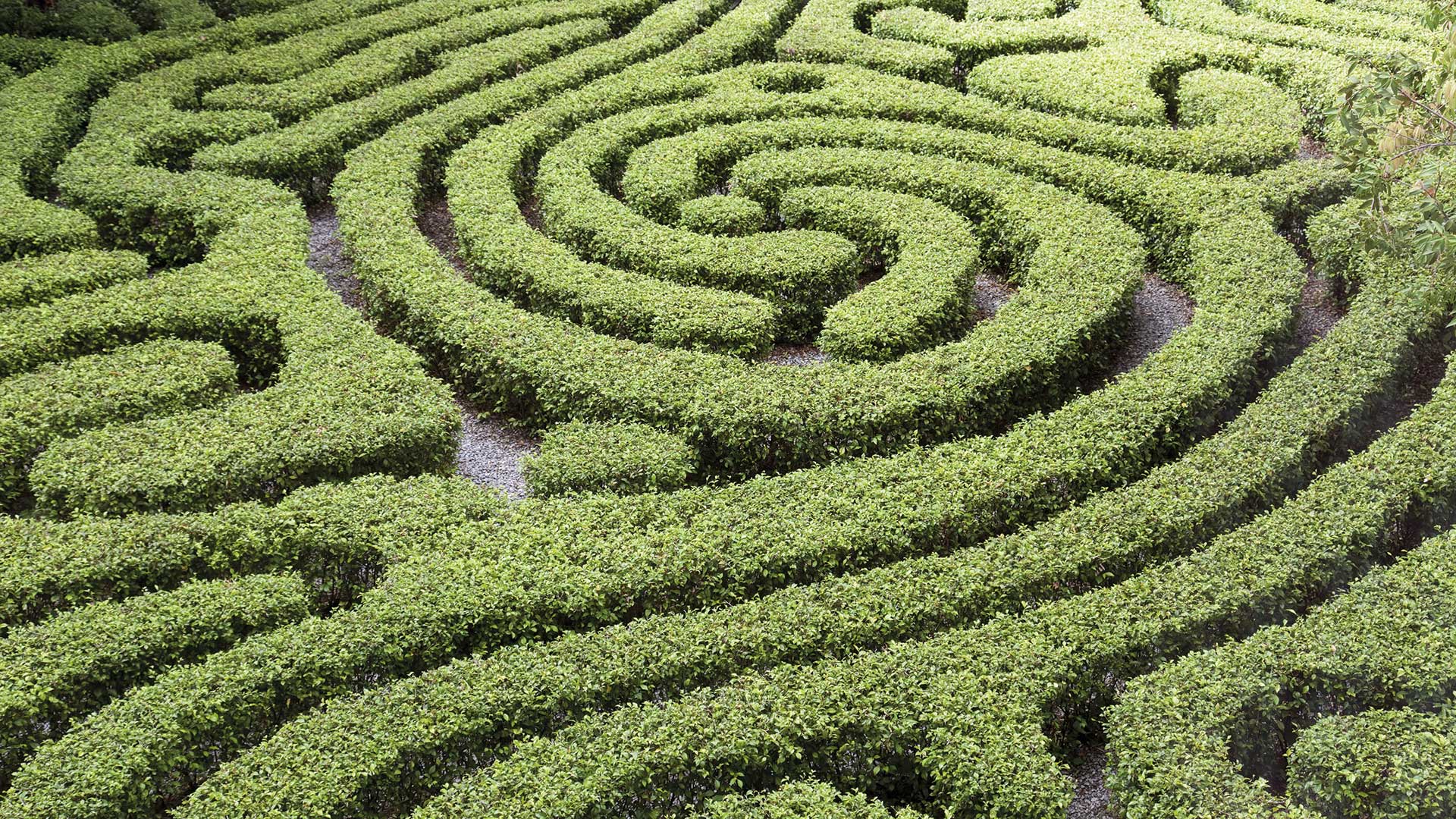 Ornamental maze made out of cut bushes
