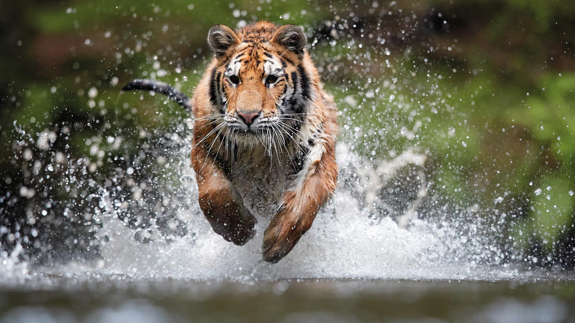 Siberian tiger running and jumping in water