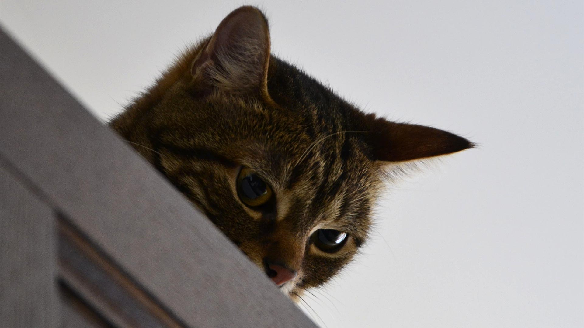 Cat peering over a ledge to be sneaky