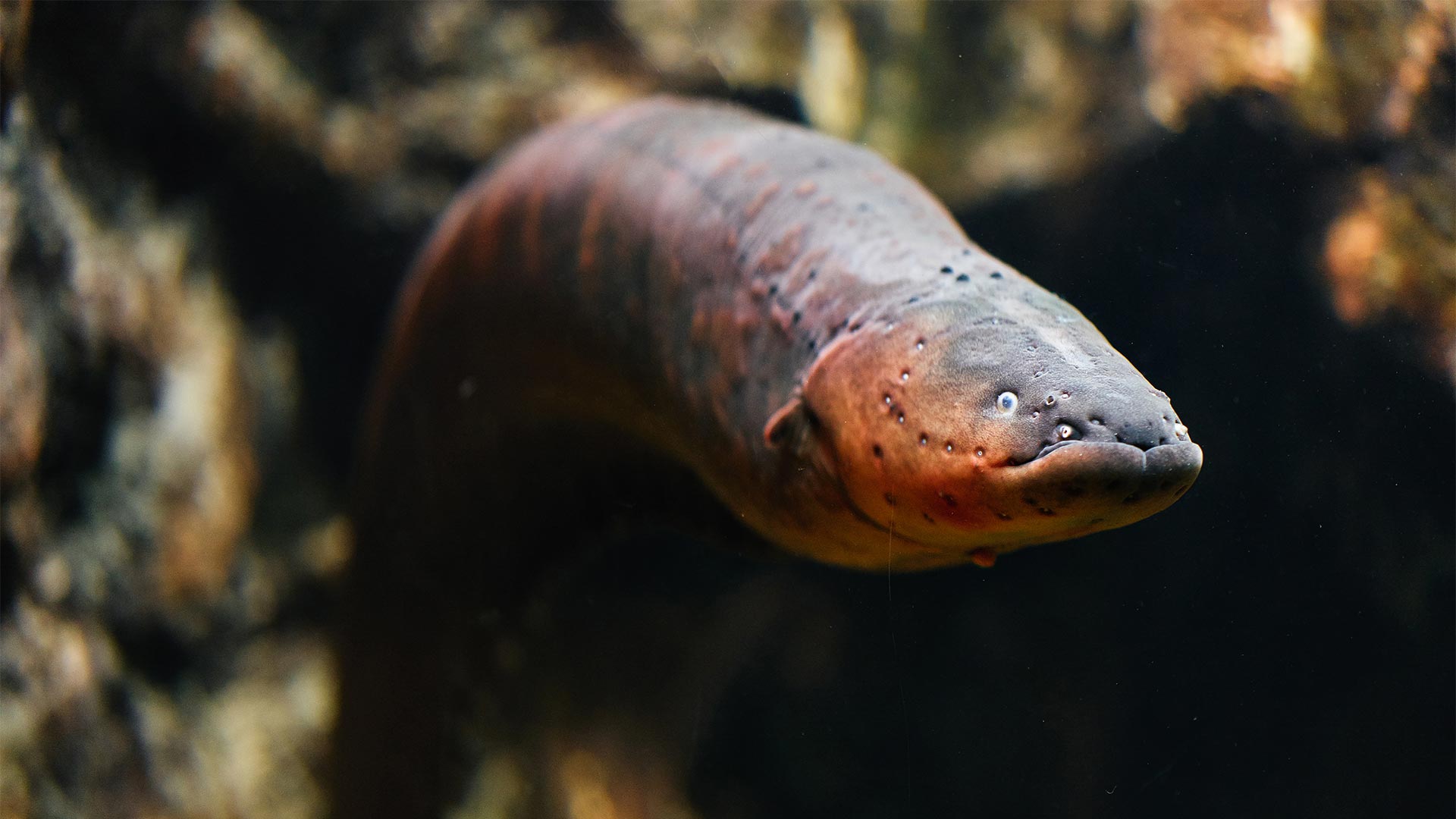 Sea electric eel at an aquarium