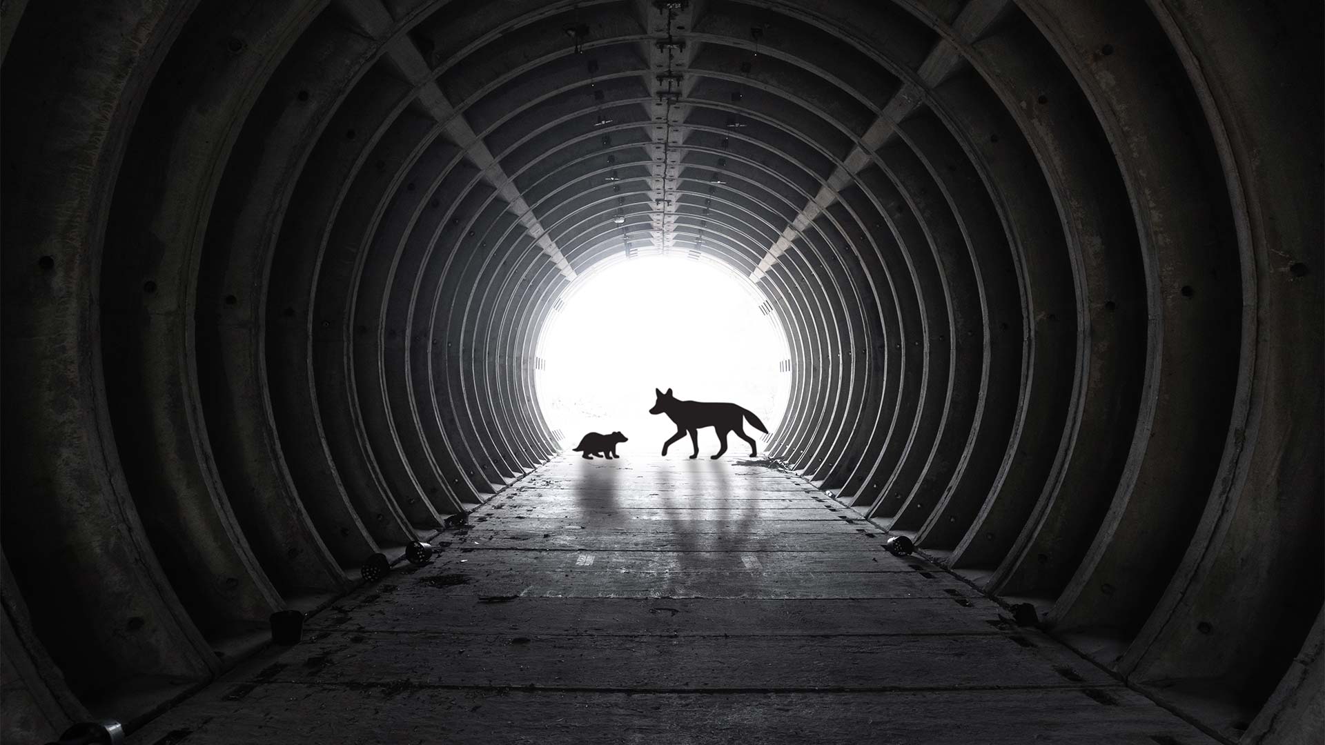 View from inside a tunnel with a coyote and badger at the entrance