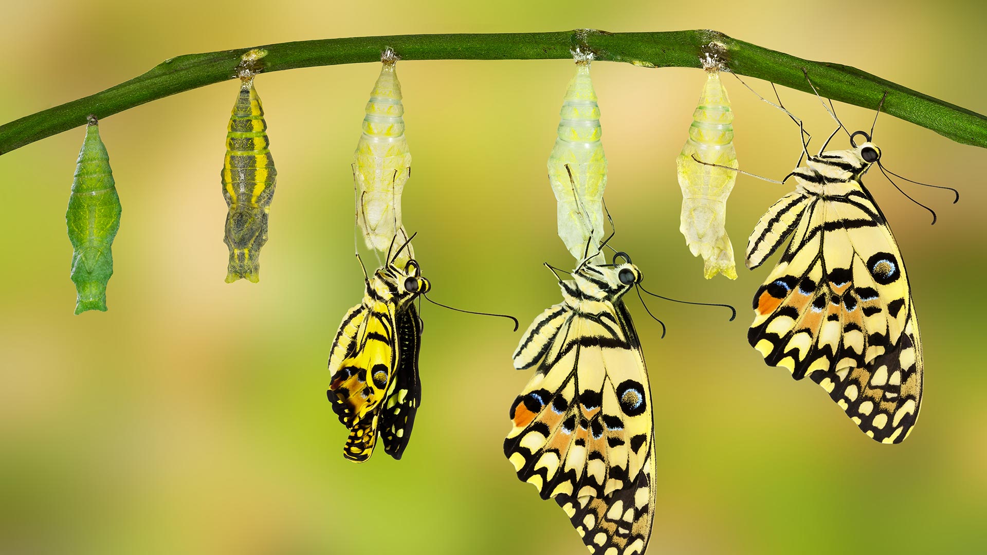 Evolution of a butterfly