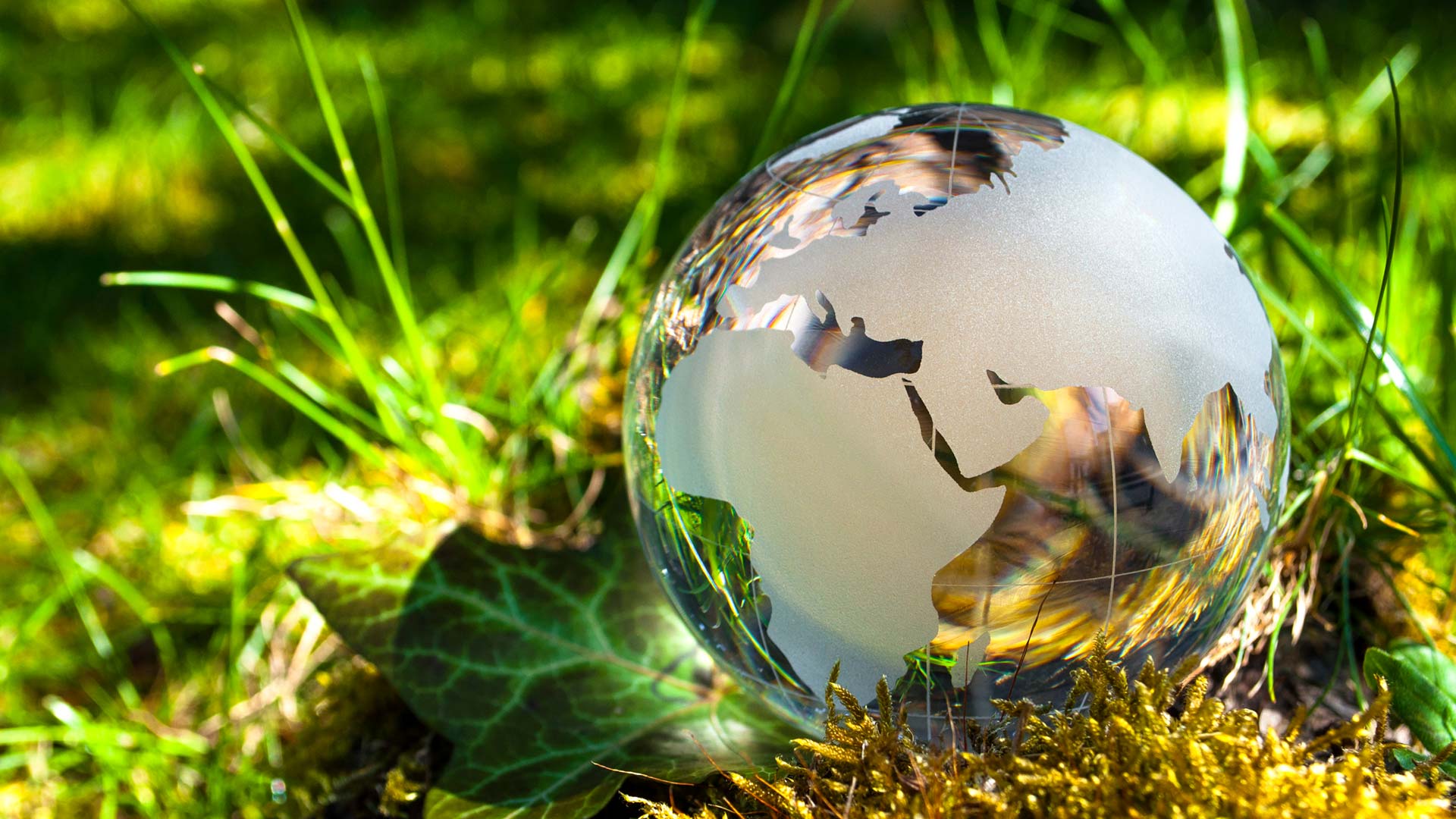 Glass globe sitting on plants and grass