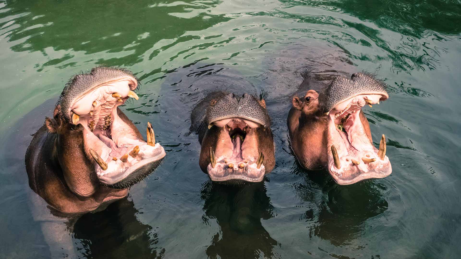 Three hippos in the water with their mouths open