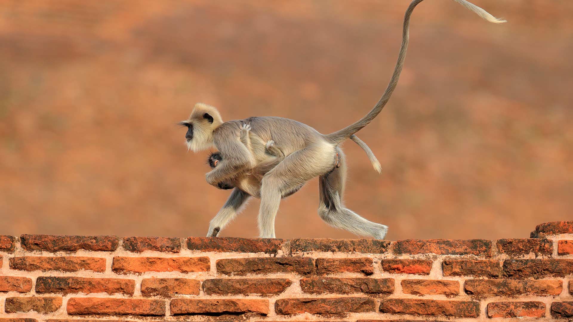Monkey in wildlife park