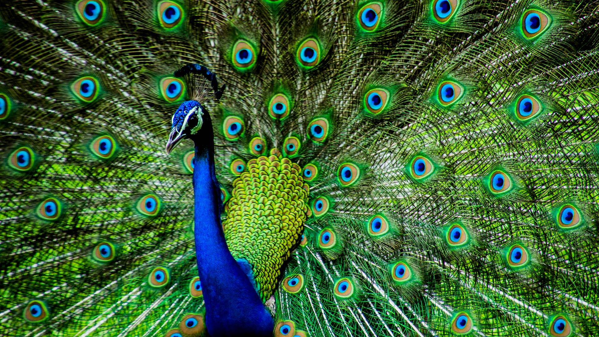 Beautiful peacock with their feathers spread out