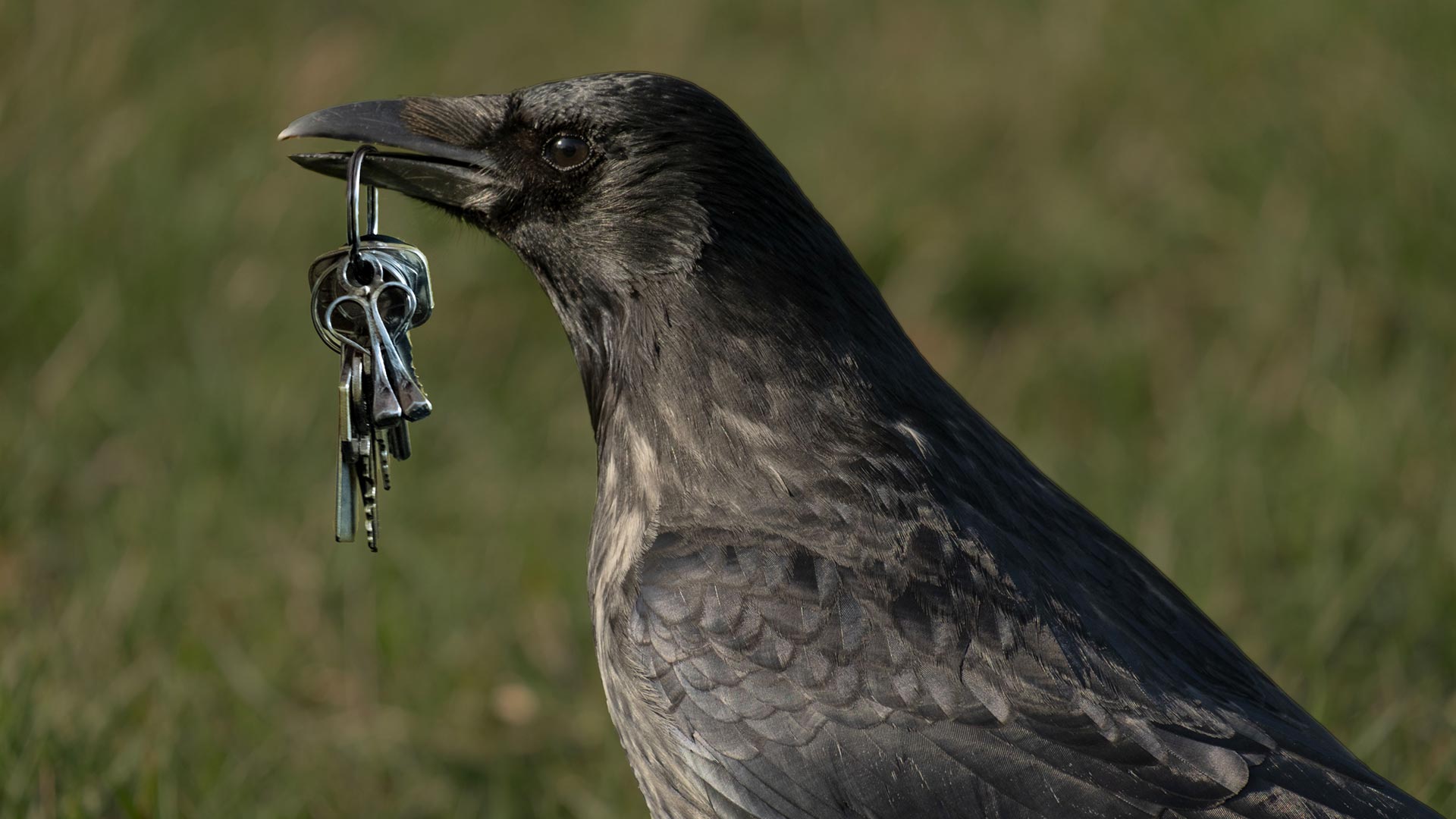 Crow stealing some keys in a park
