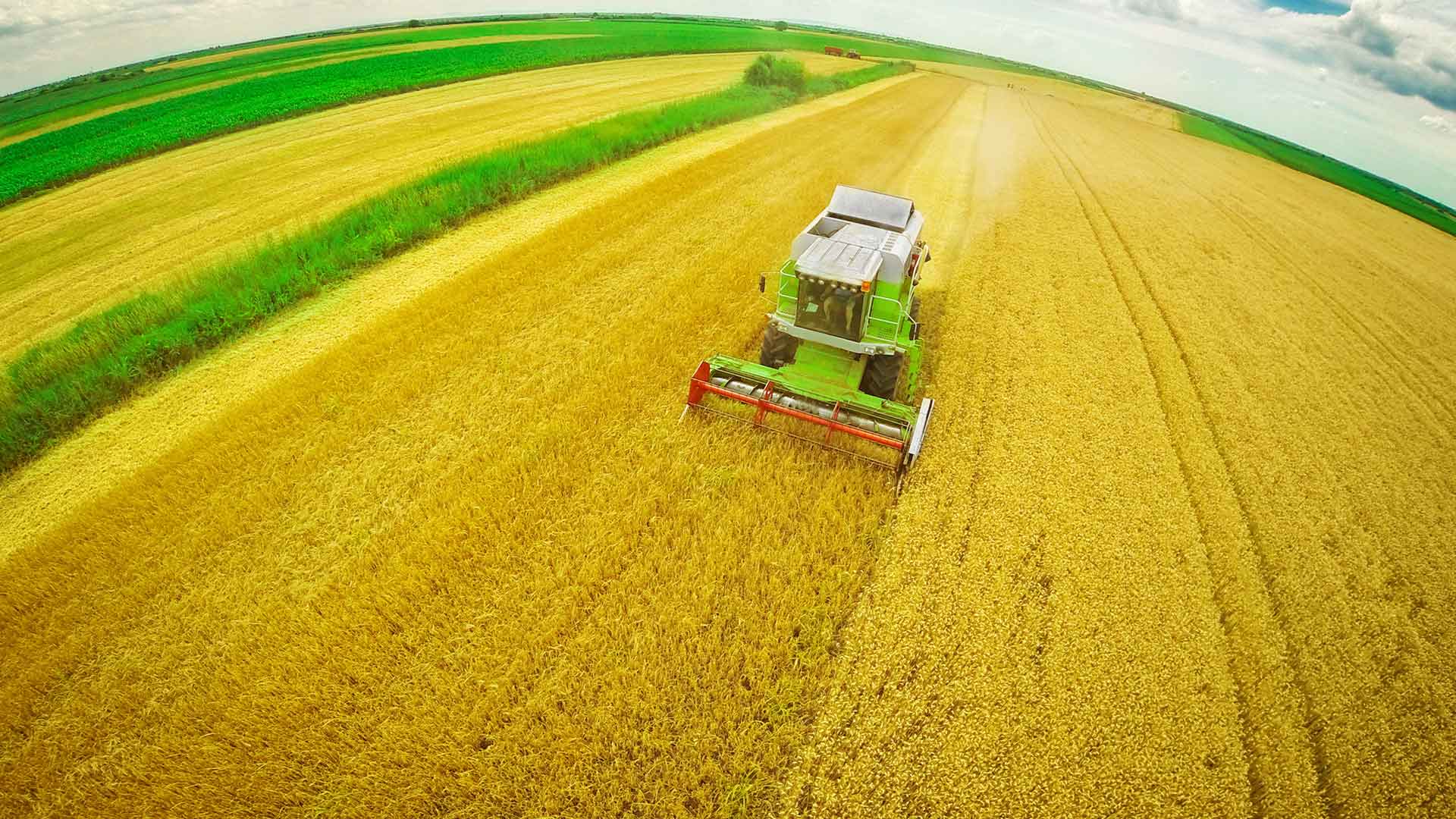 Aerial shot of a combine harvester in a corn field