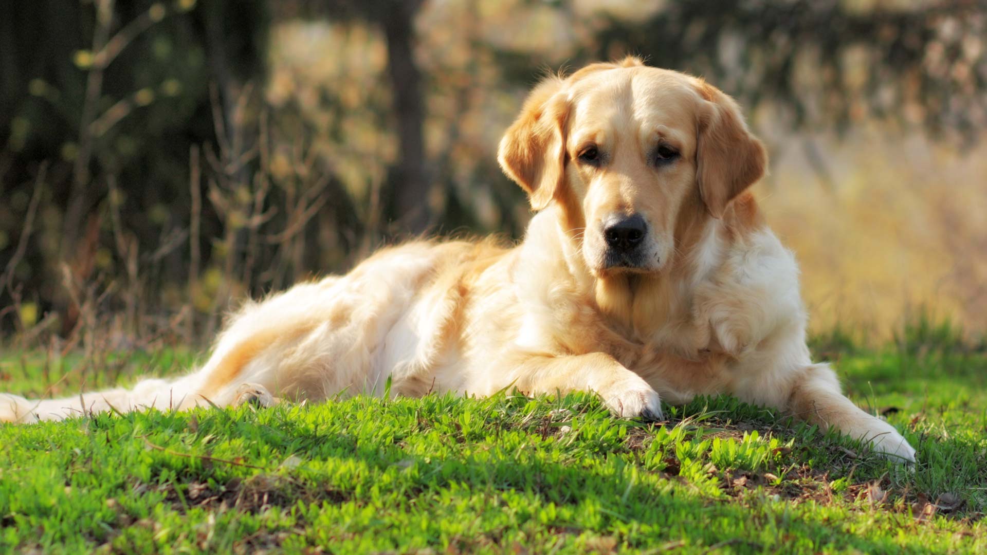 A golden retriever laying in the sun