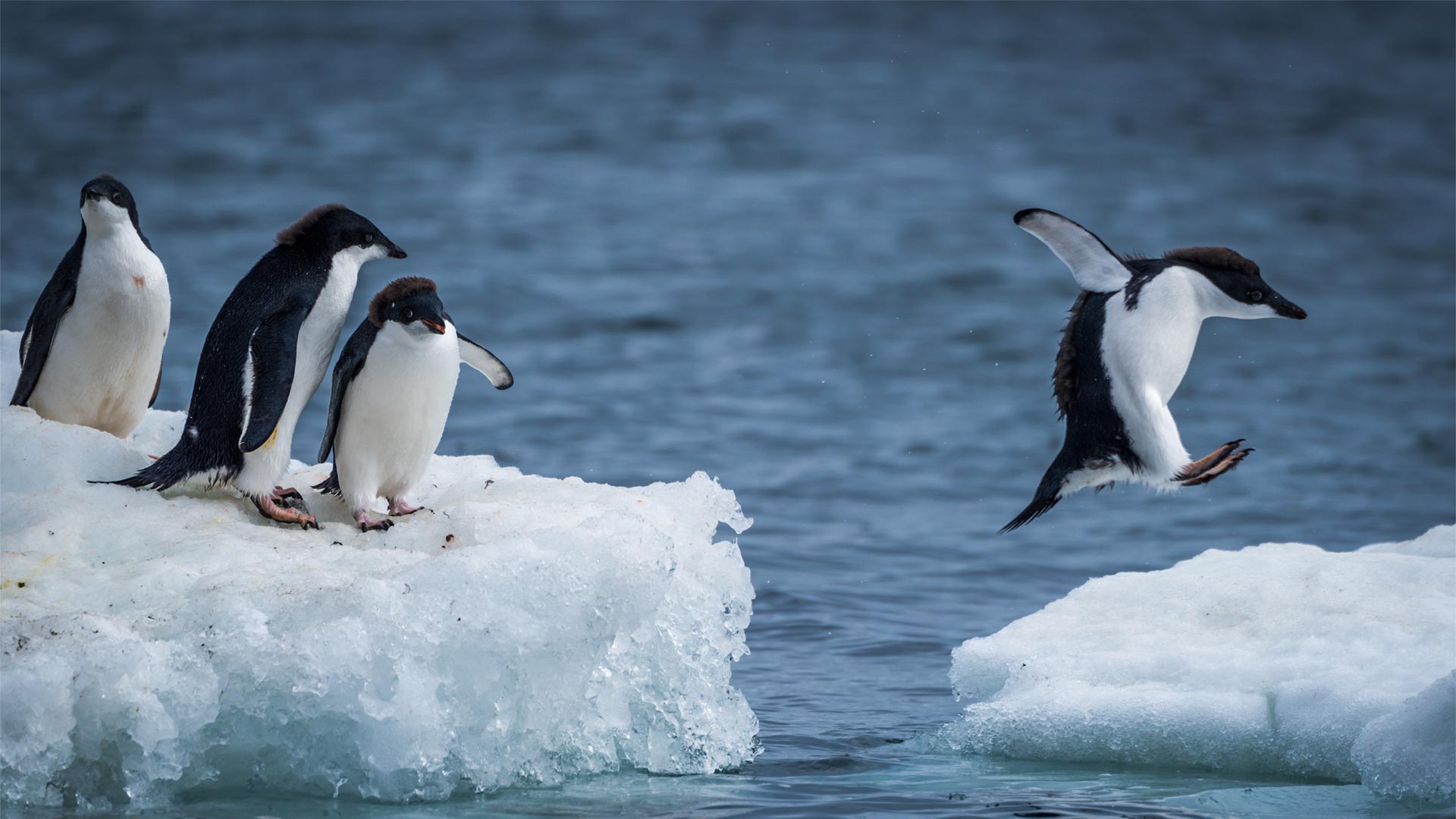 jumping penguins