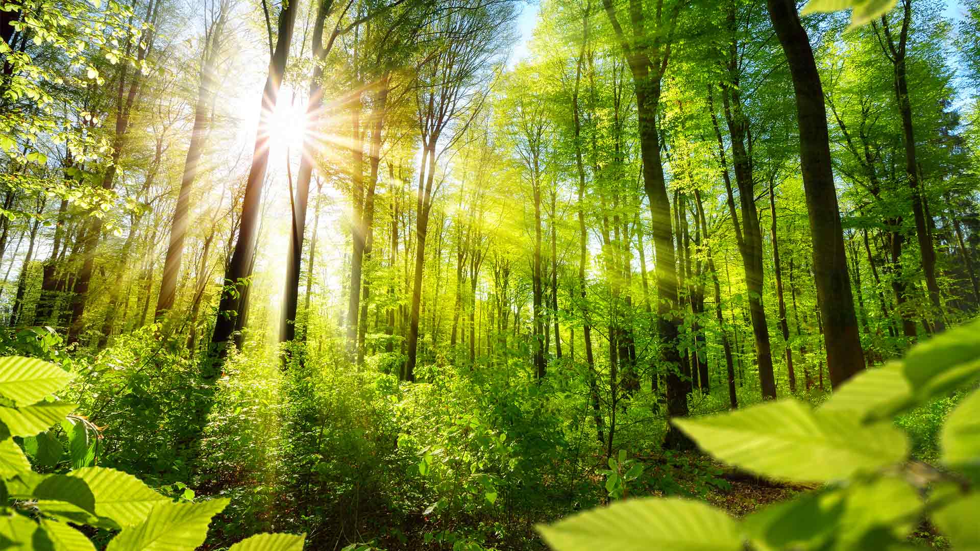 Green forest with sun shining through the trees