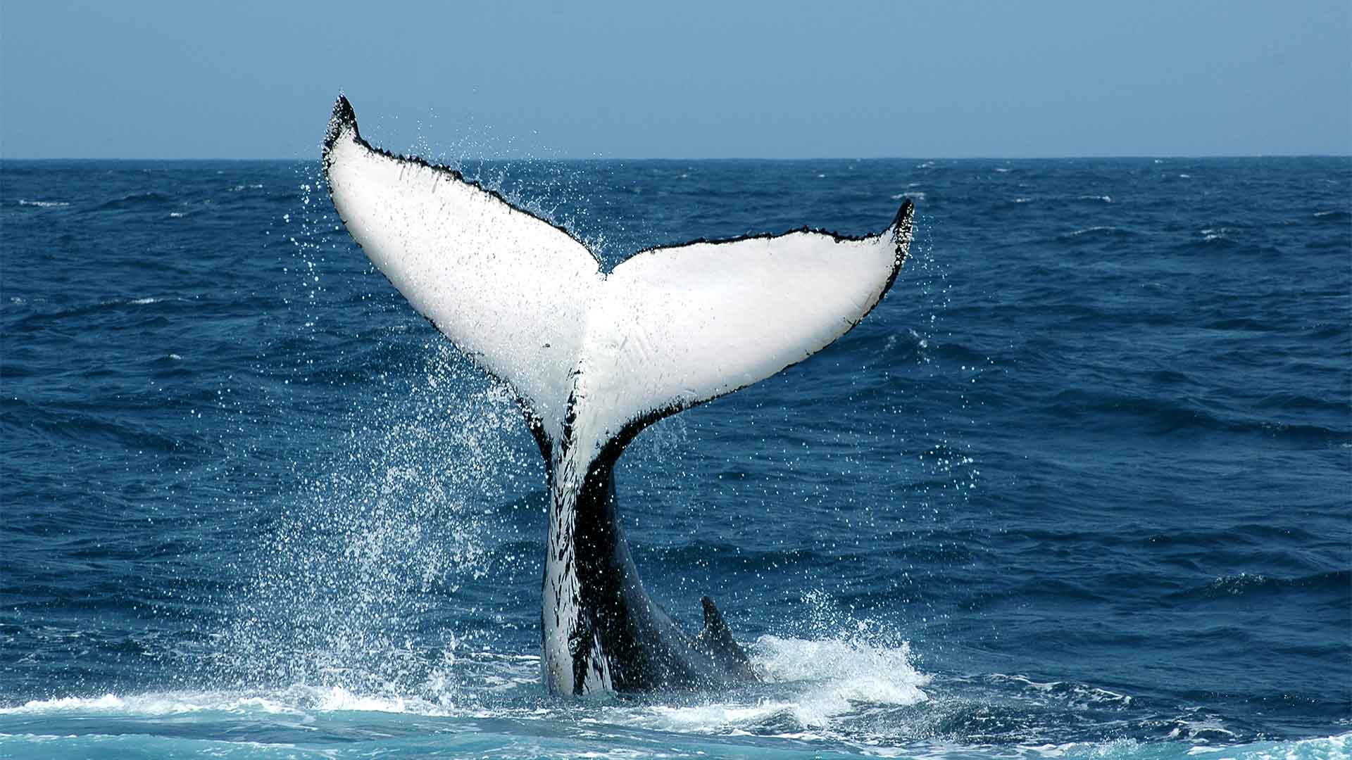 A HumpBack Wale tail