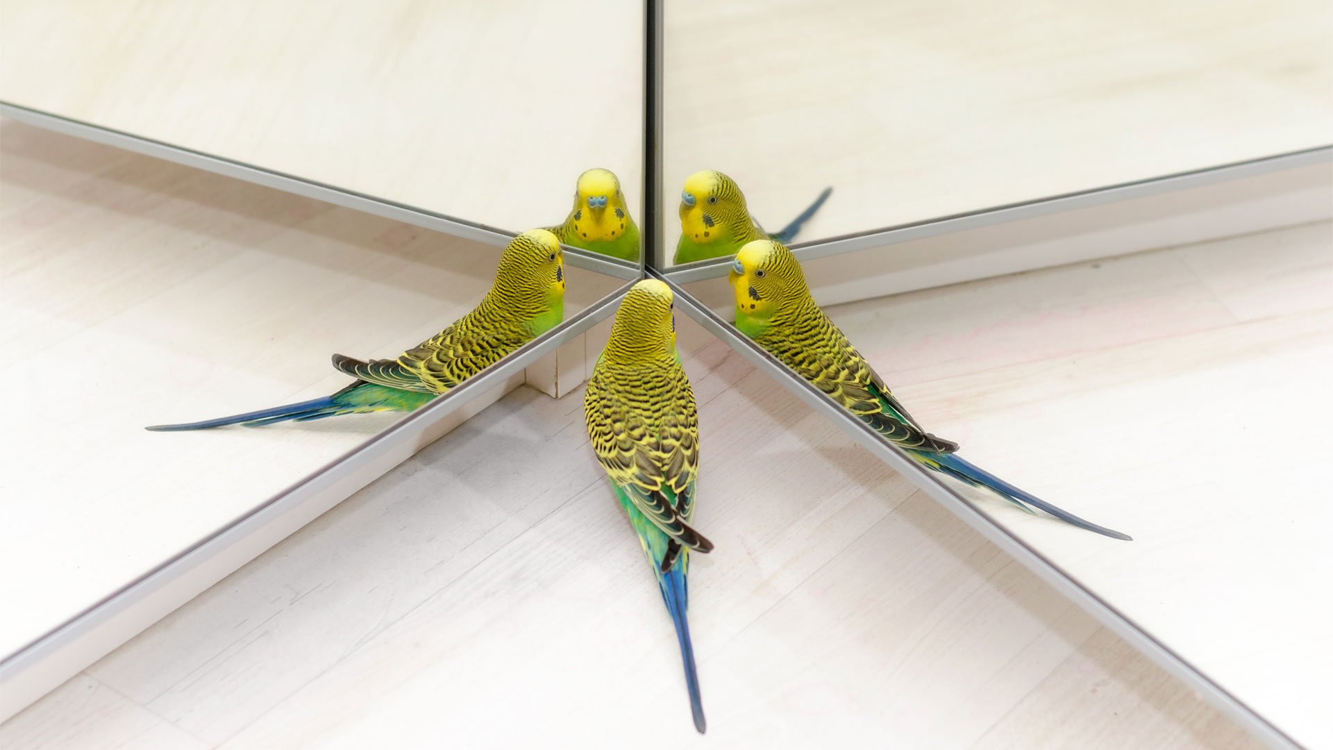 Yellow budies standing close to multiple mirrors