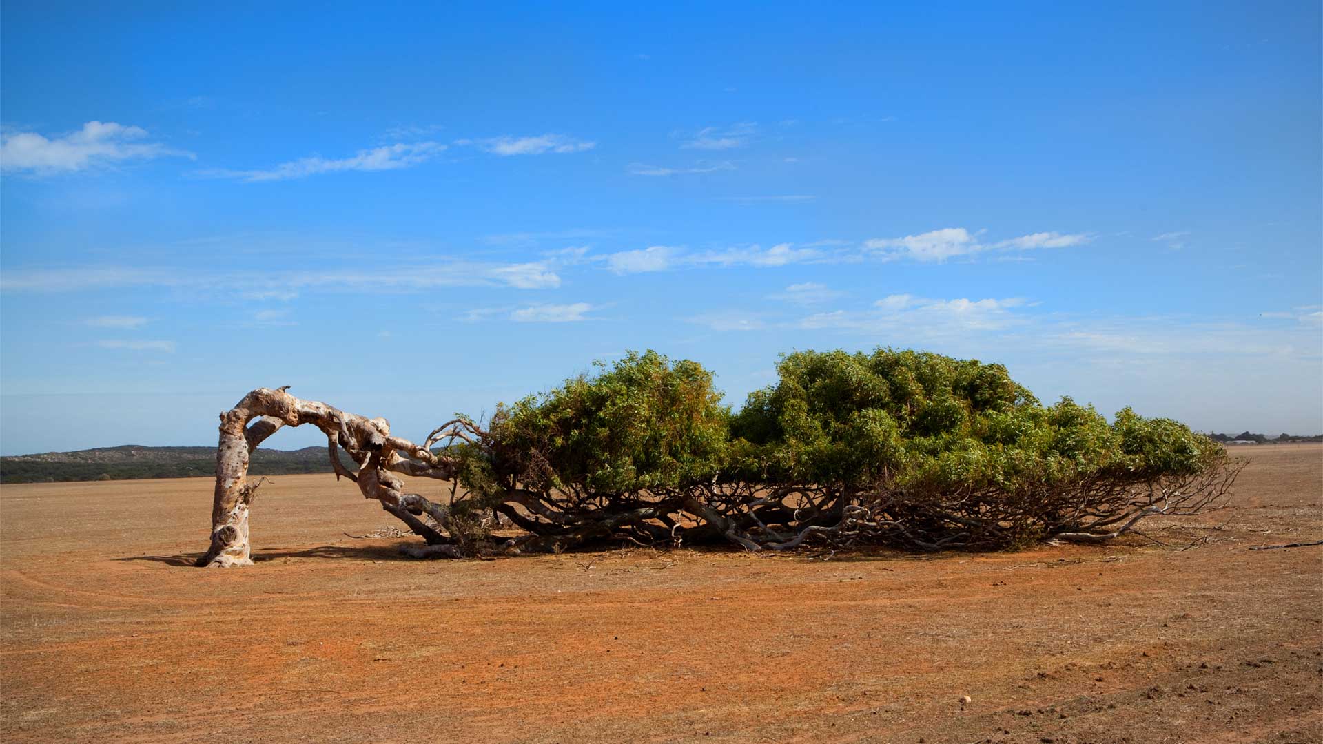 A leaning tree bent over in a desert