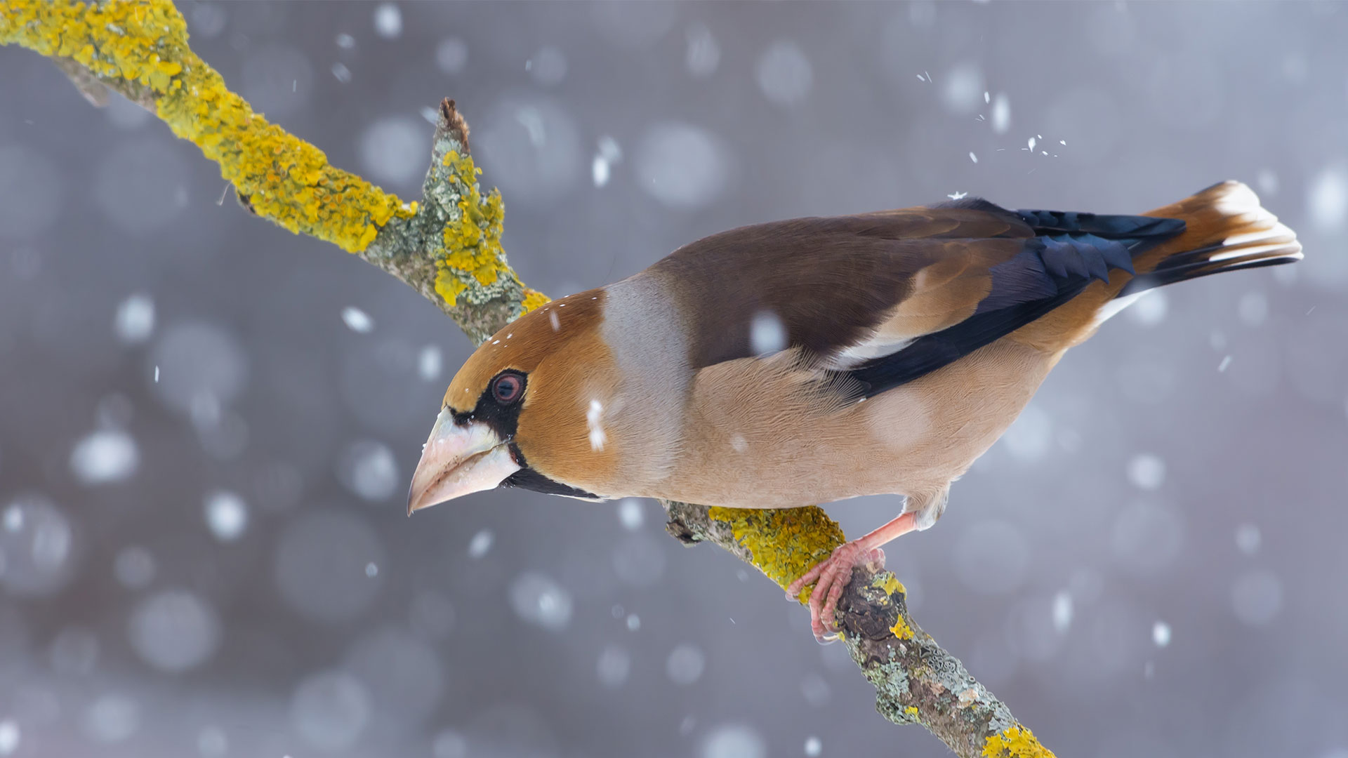Male hawfinch perched on a branch in snow