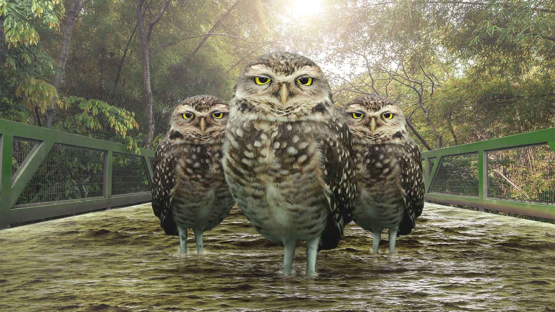 3 owls standing on a bridge
