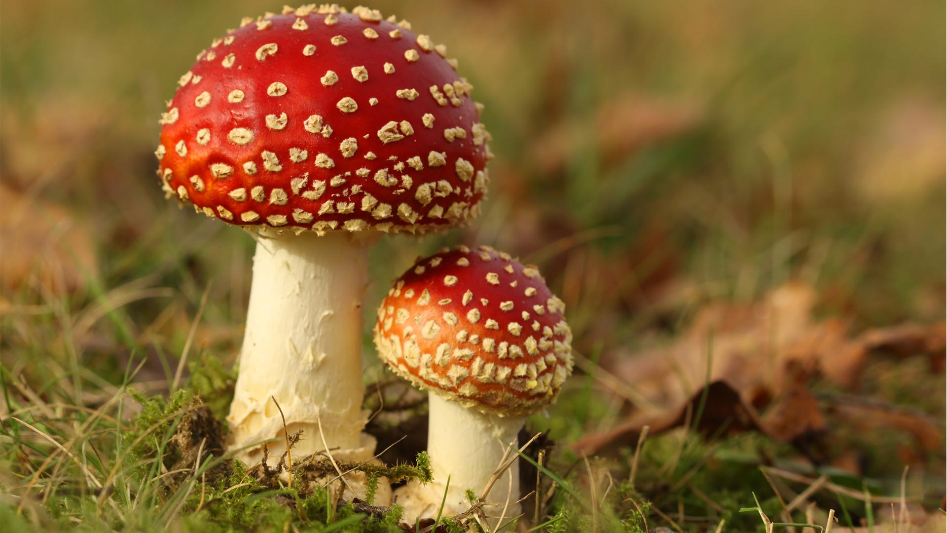 Little and large red toadstool