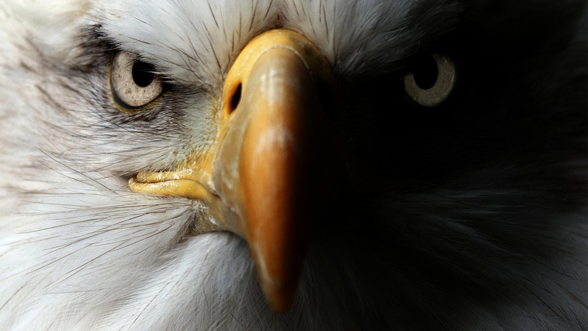 An angry looking bald eagle close up