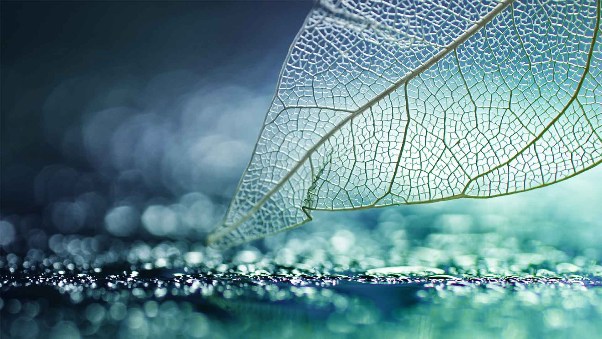 A transparent leaf