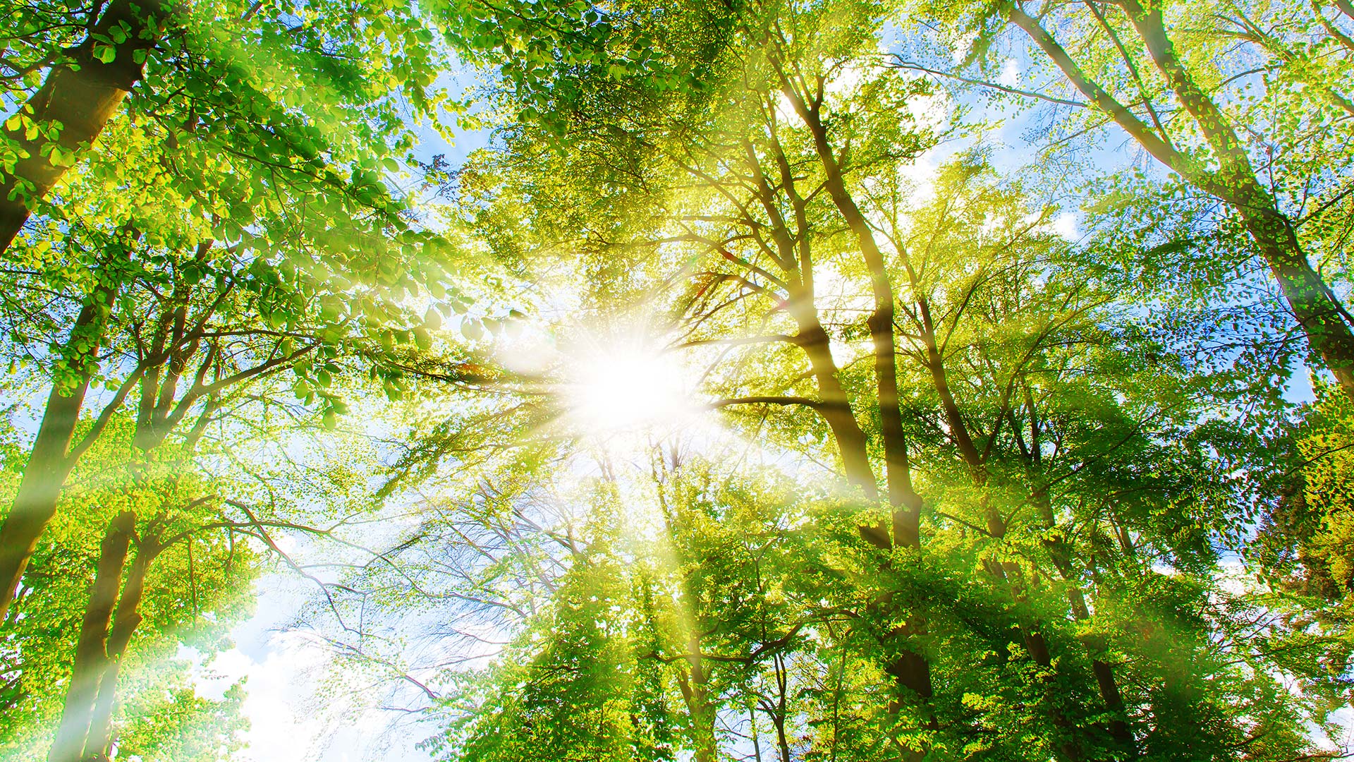 Bright sun shining through green trees