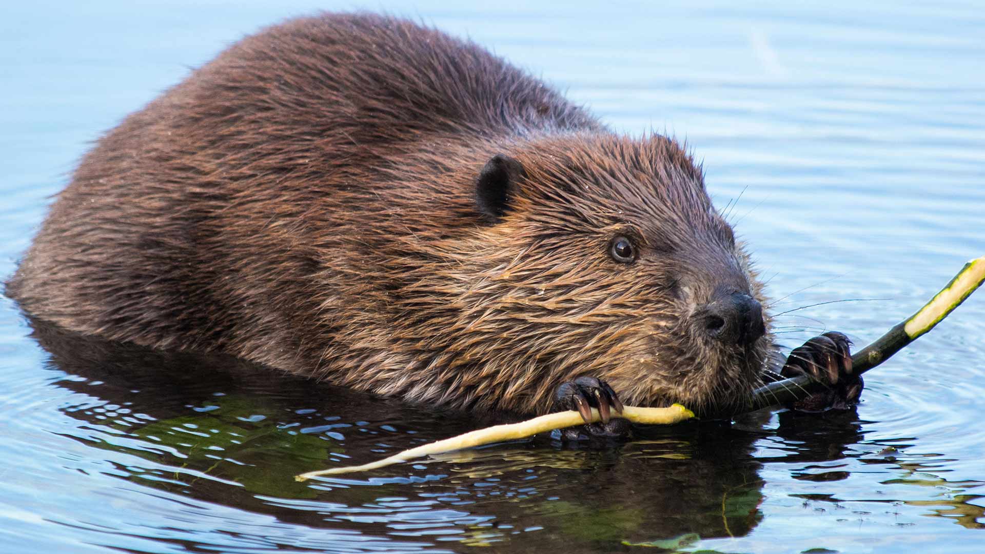 A beaver munching on a twig
