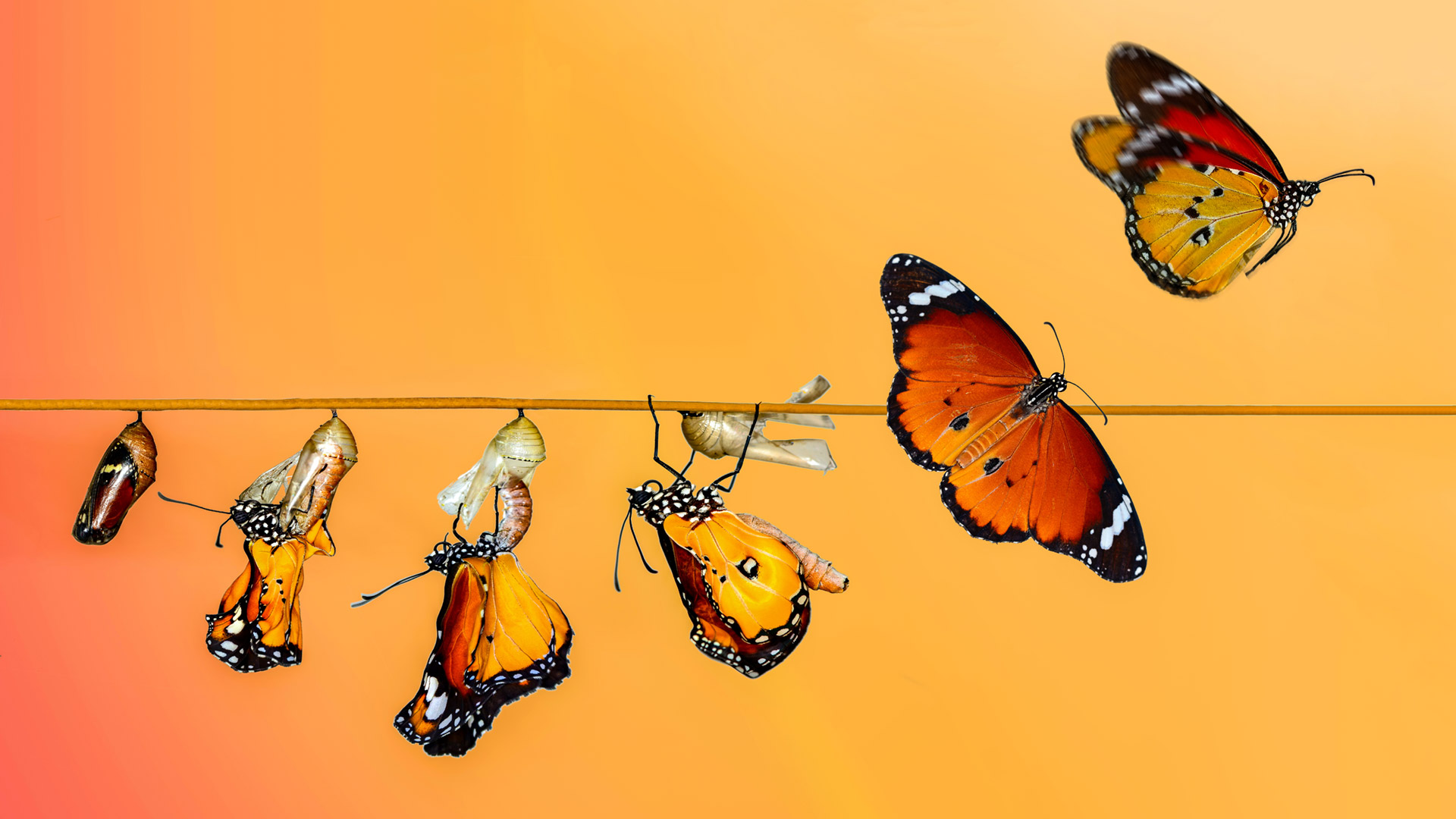 Evolution process of a butterfly