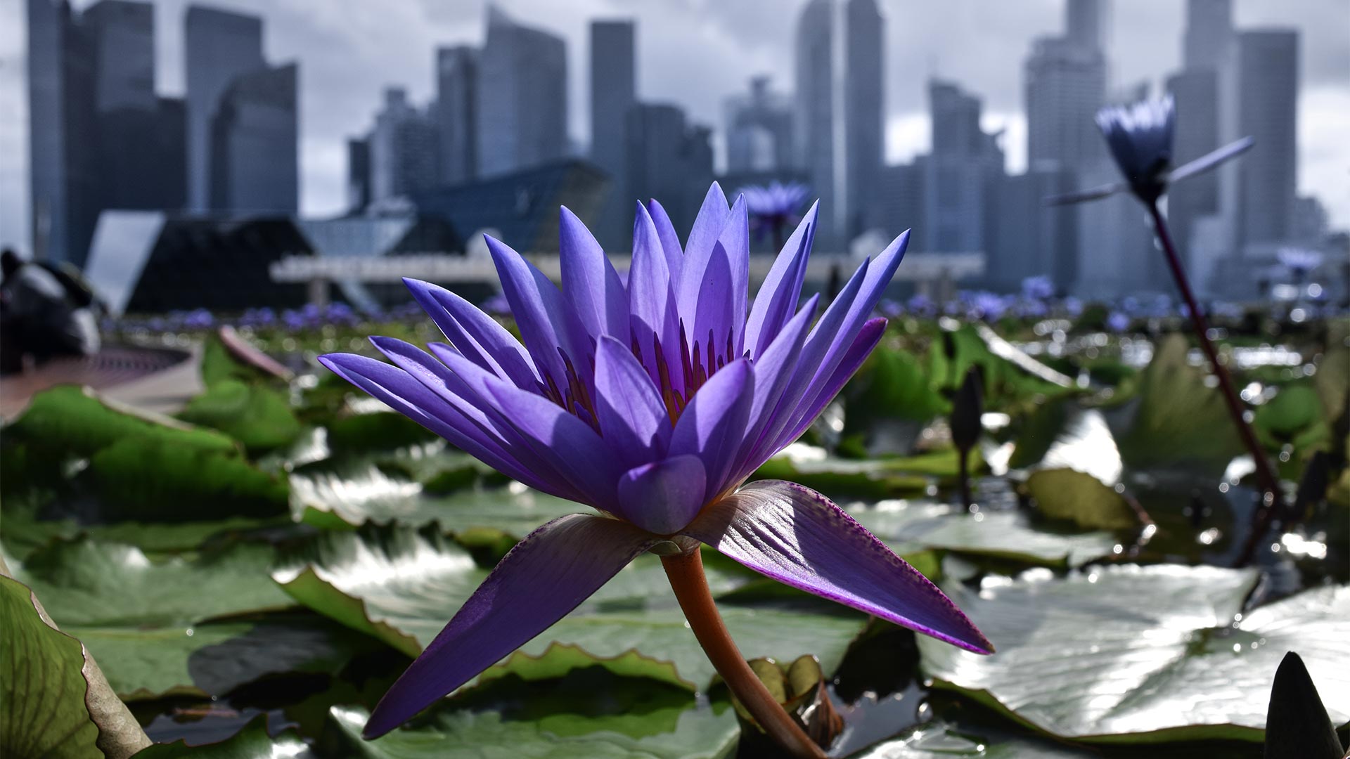 Purple flower in front of city scape of Singapore