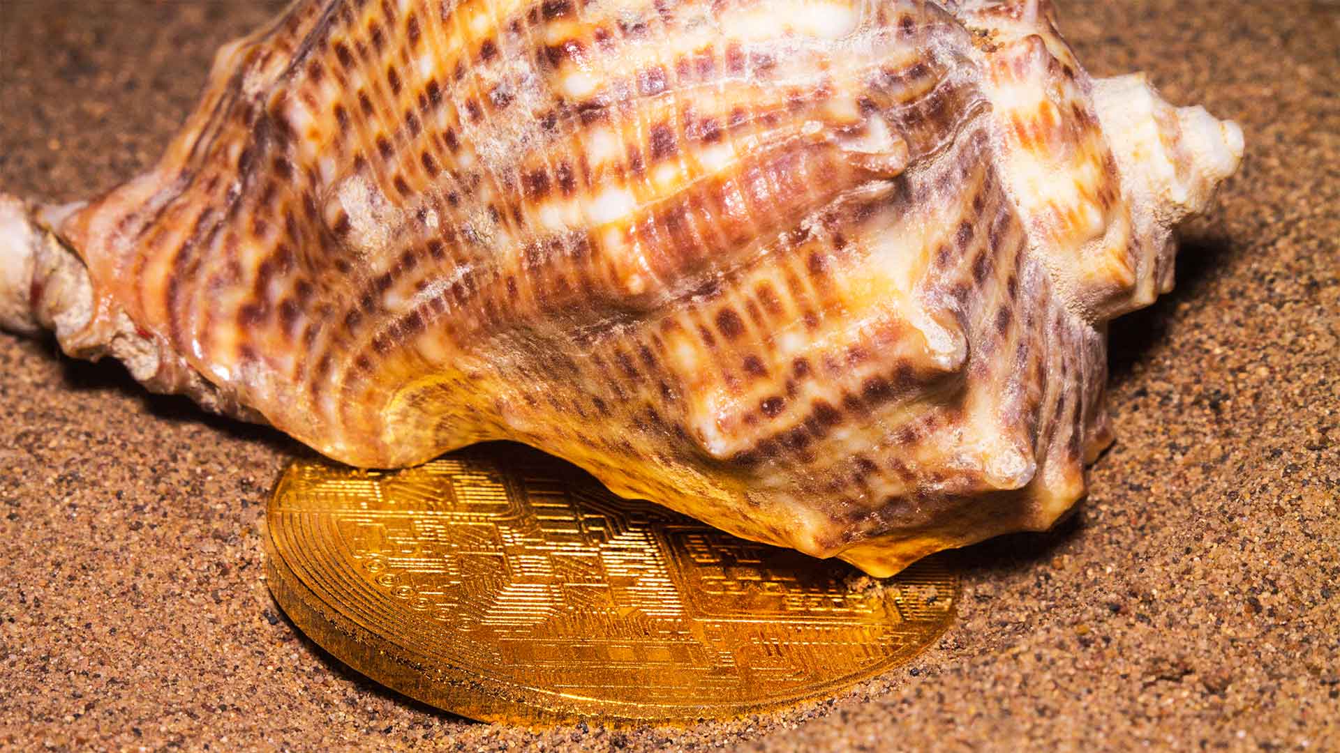 Crypto-currency next to a sea shell on sand