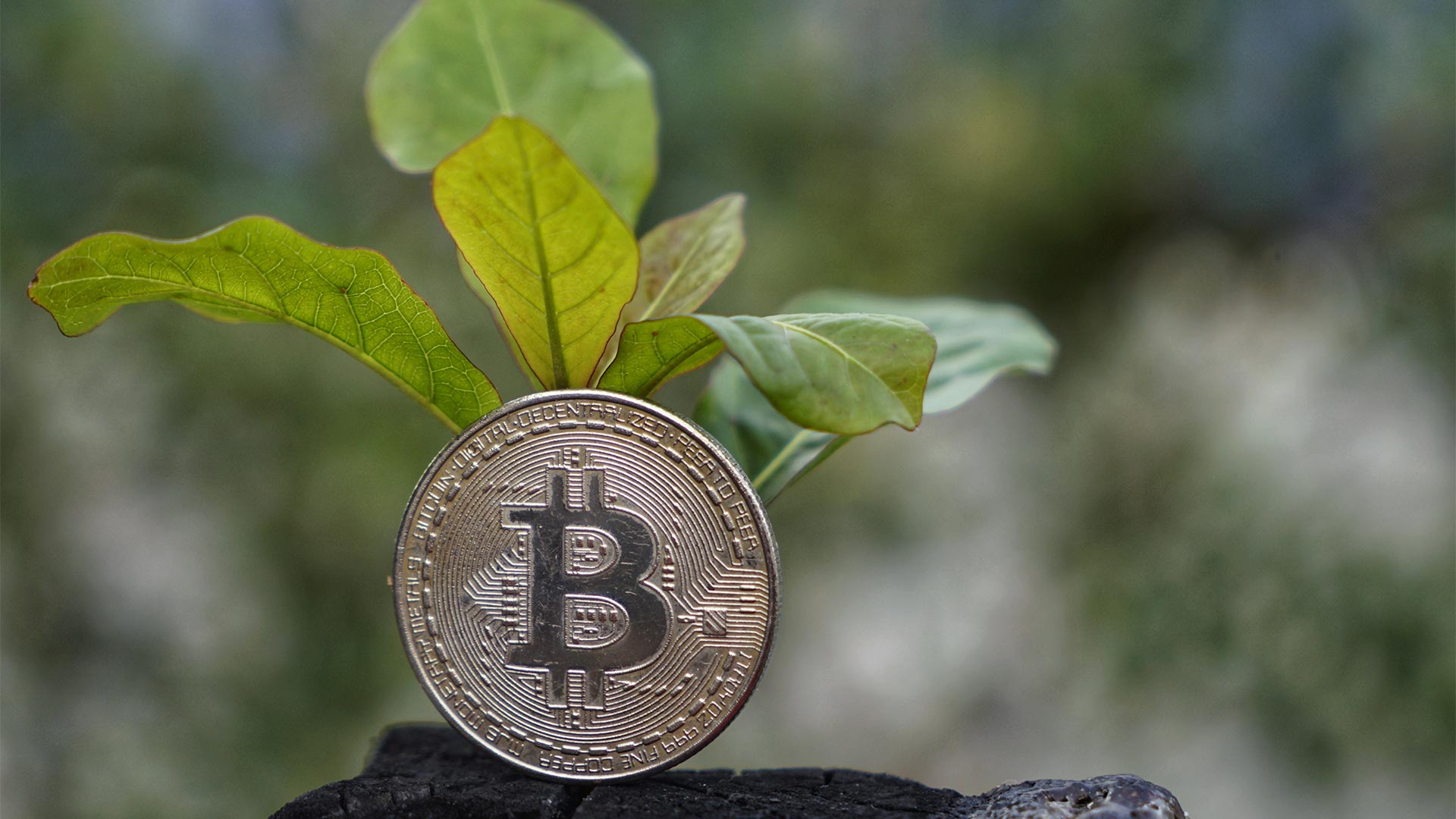 Bitcoin in front of a sapling