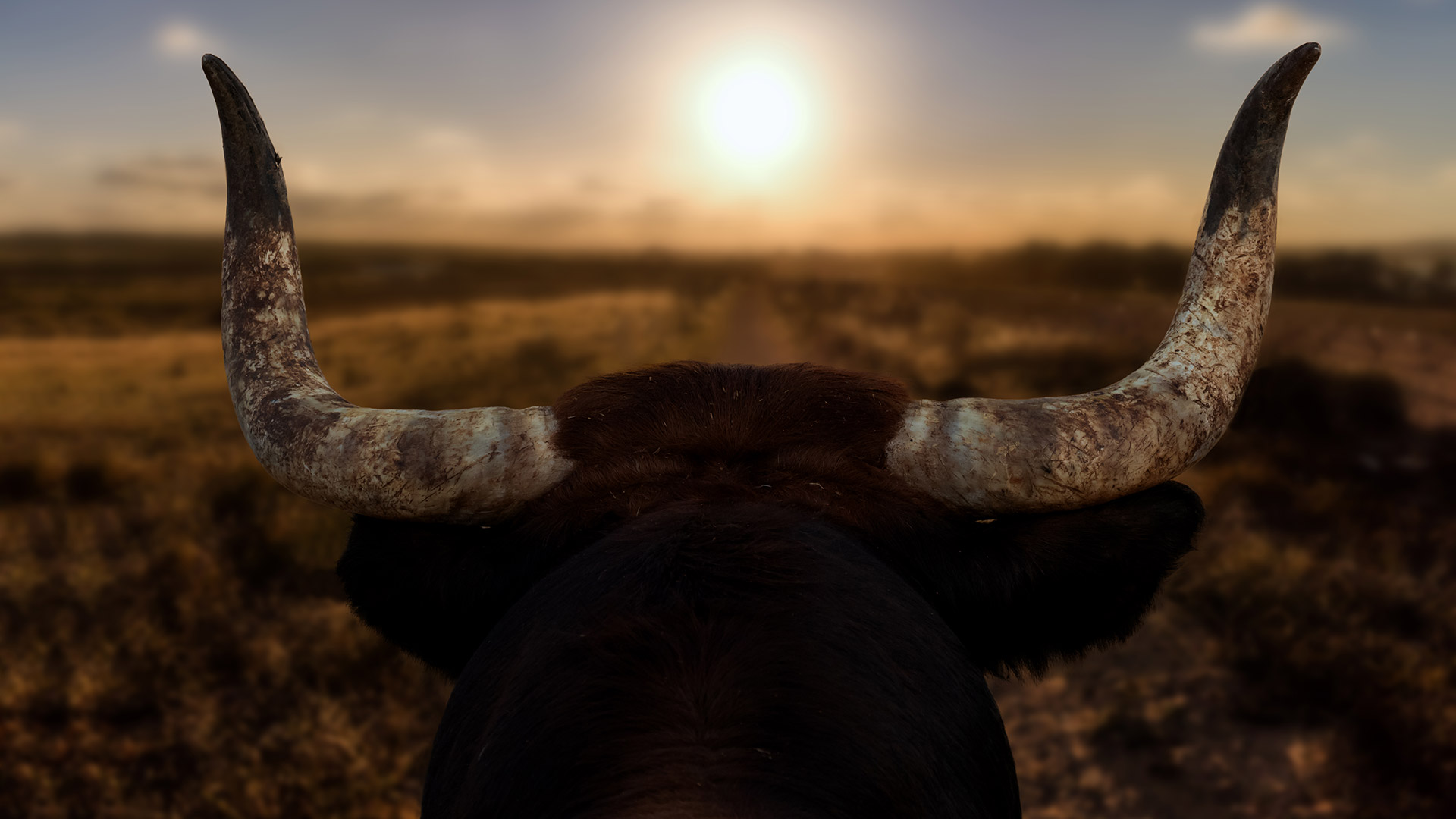 Closeup behind bulls horns