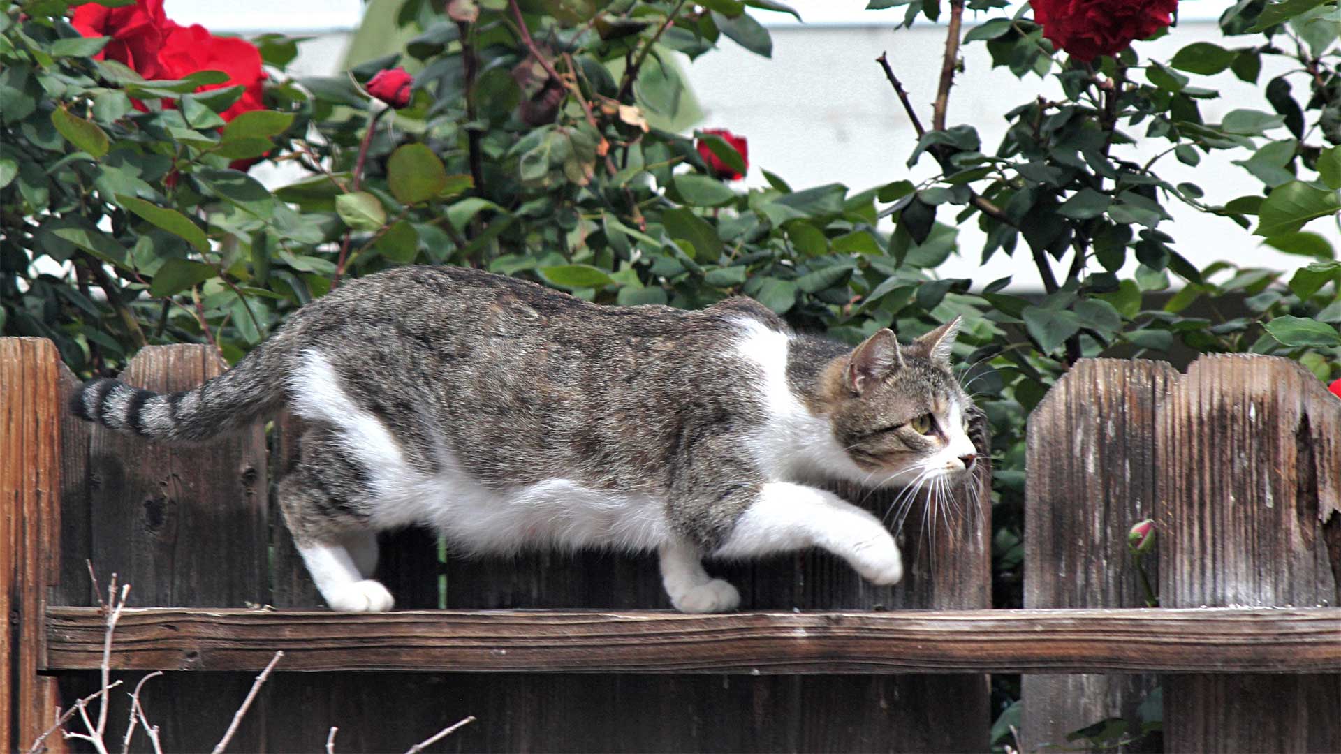 Cat burglar creeping on fence