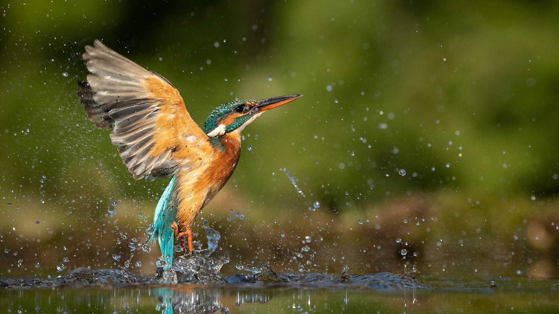 Female kingfisher emerging from water