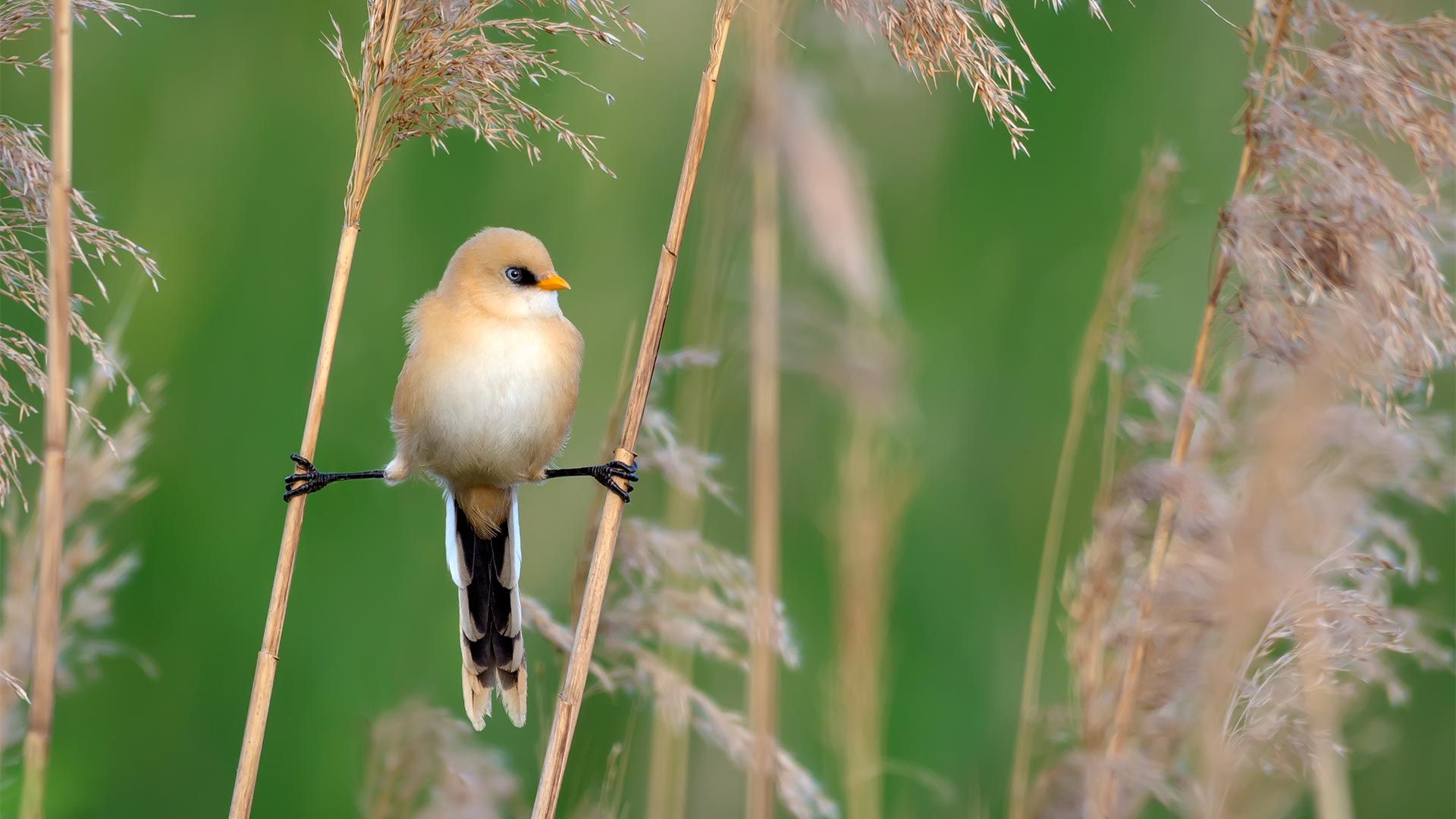Young male bearded reedling perched doing the splits