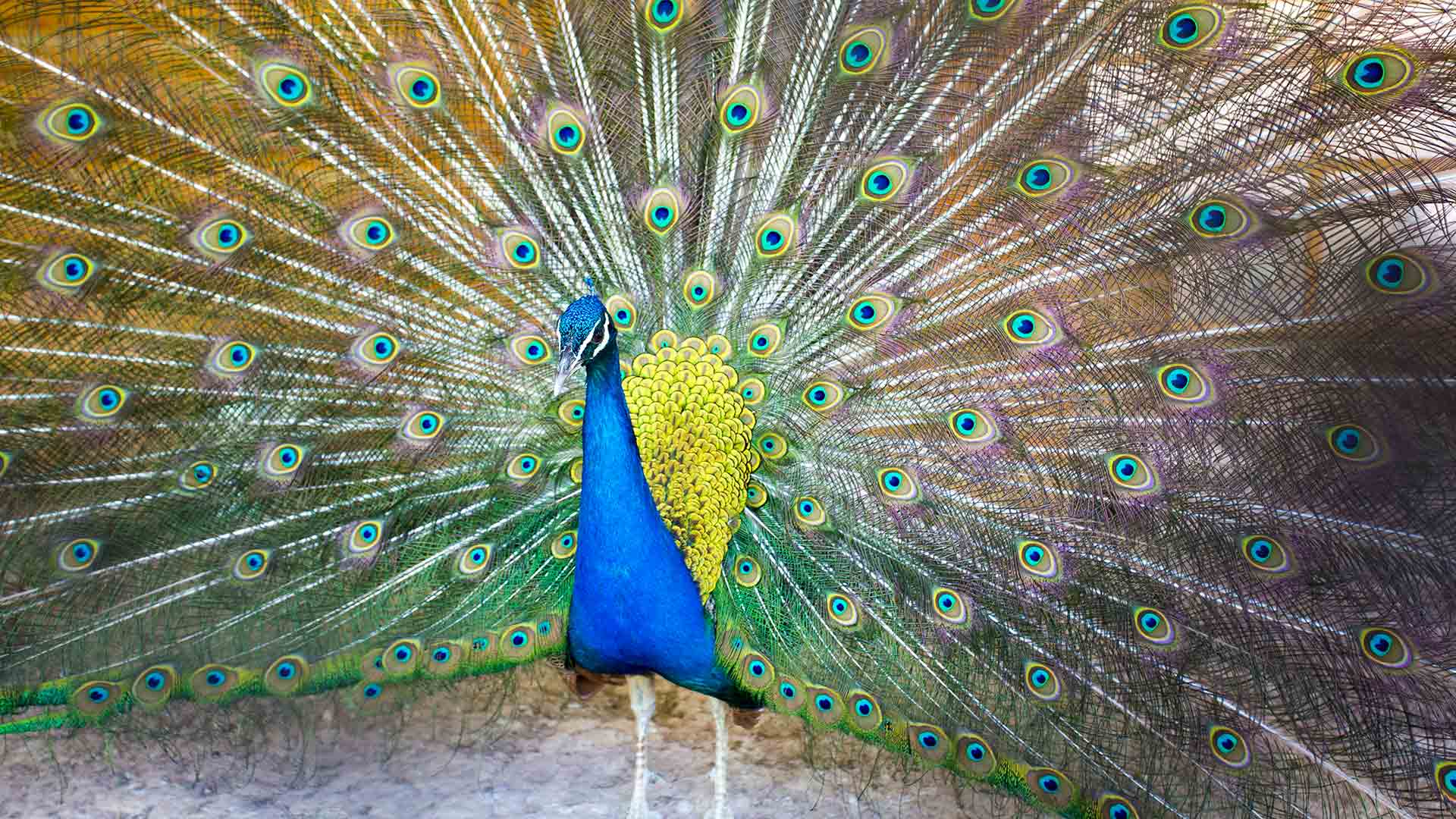 Colourful peakcock