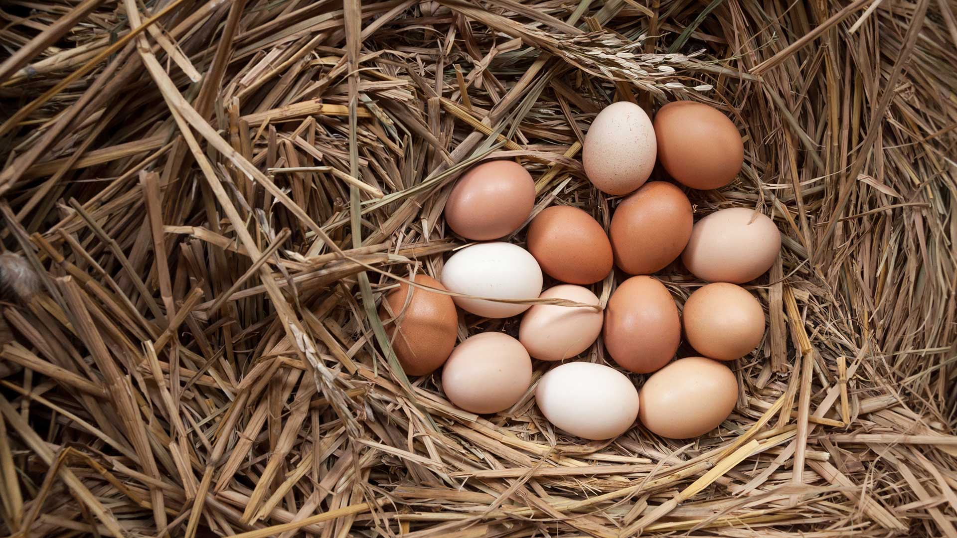 Bunch of chicken eggs in a nest