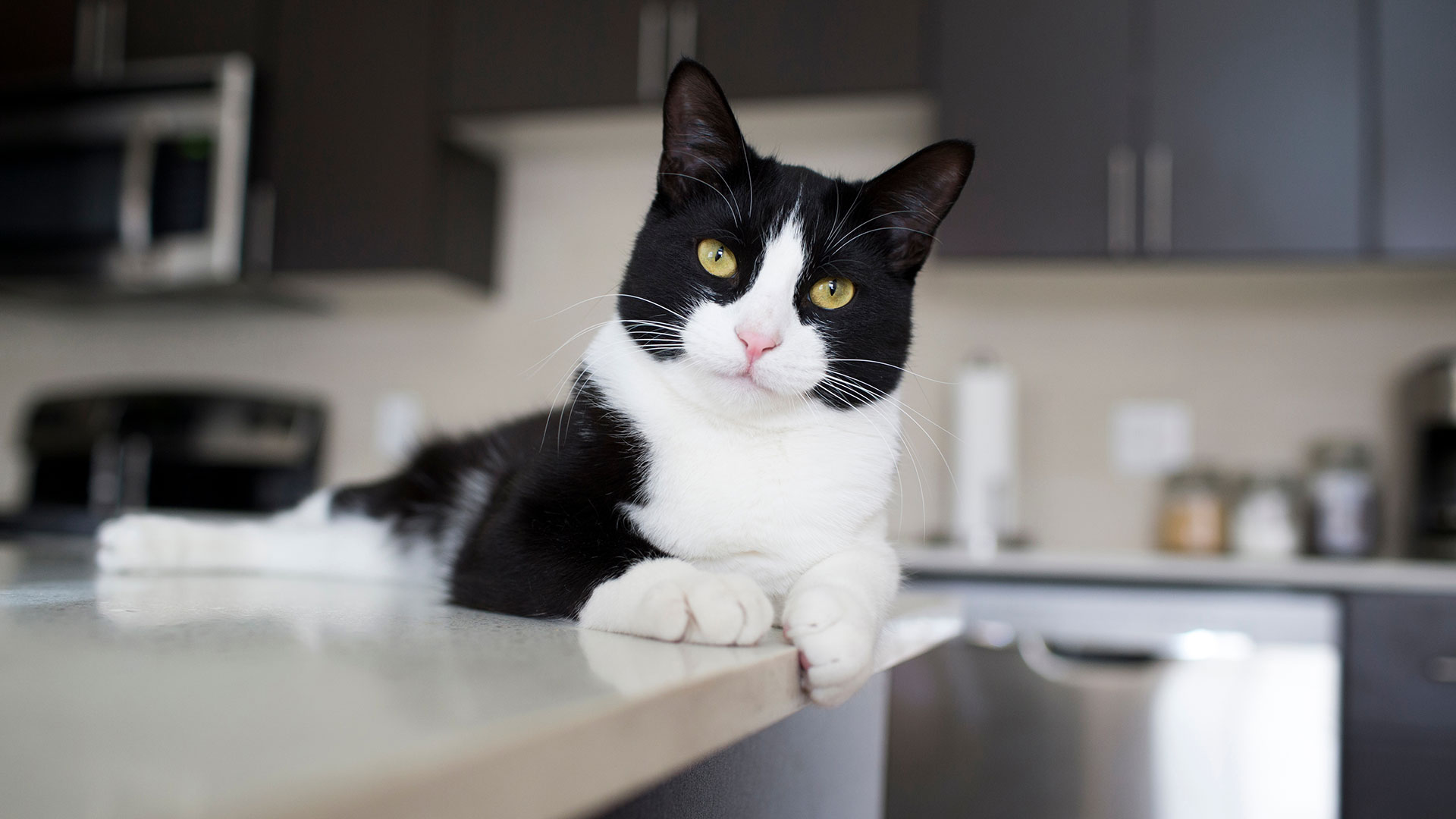Tuxedo black and white domestic cat laying on kitchen countertop