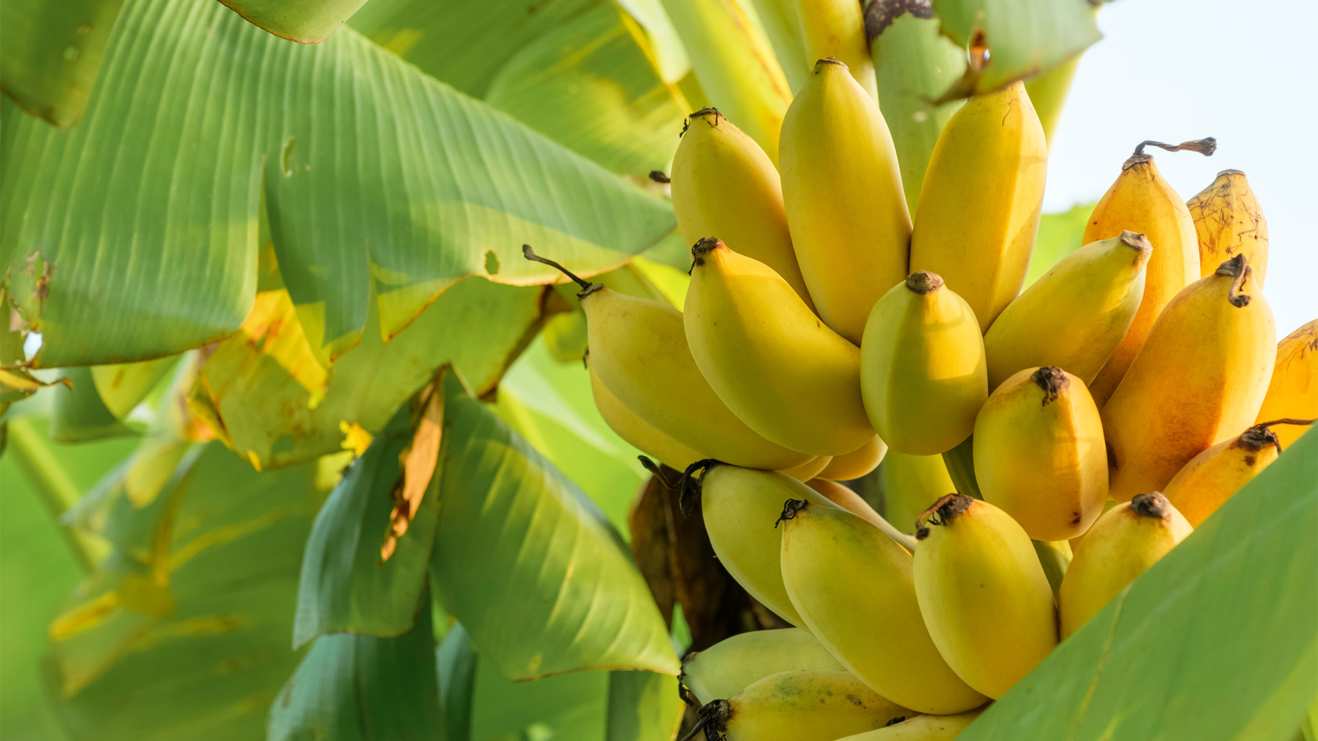 Bunch of ripe gold bananas on tree