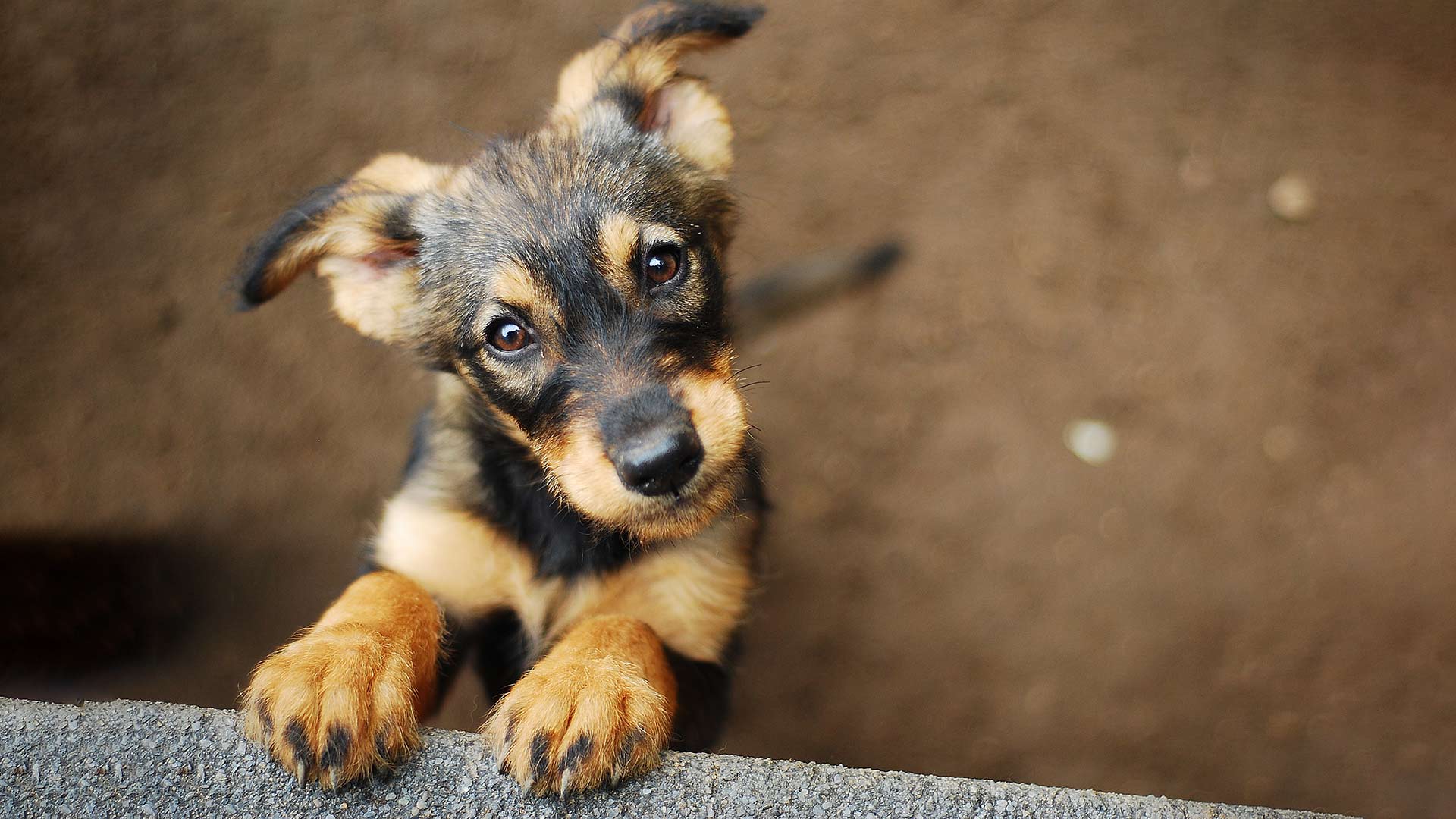 Puppy looking up at the camera