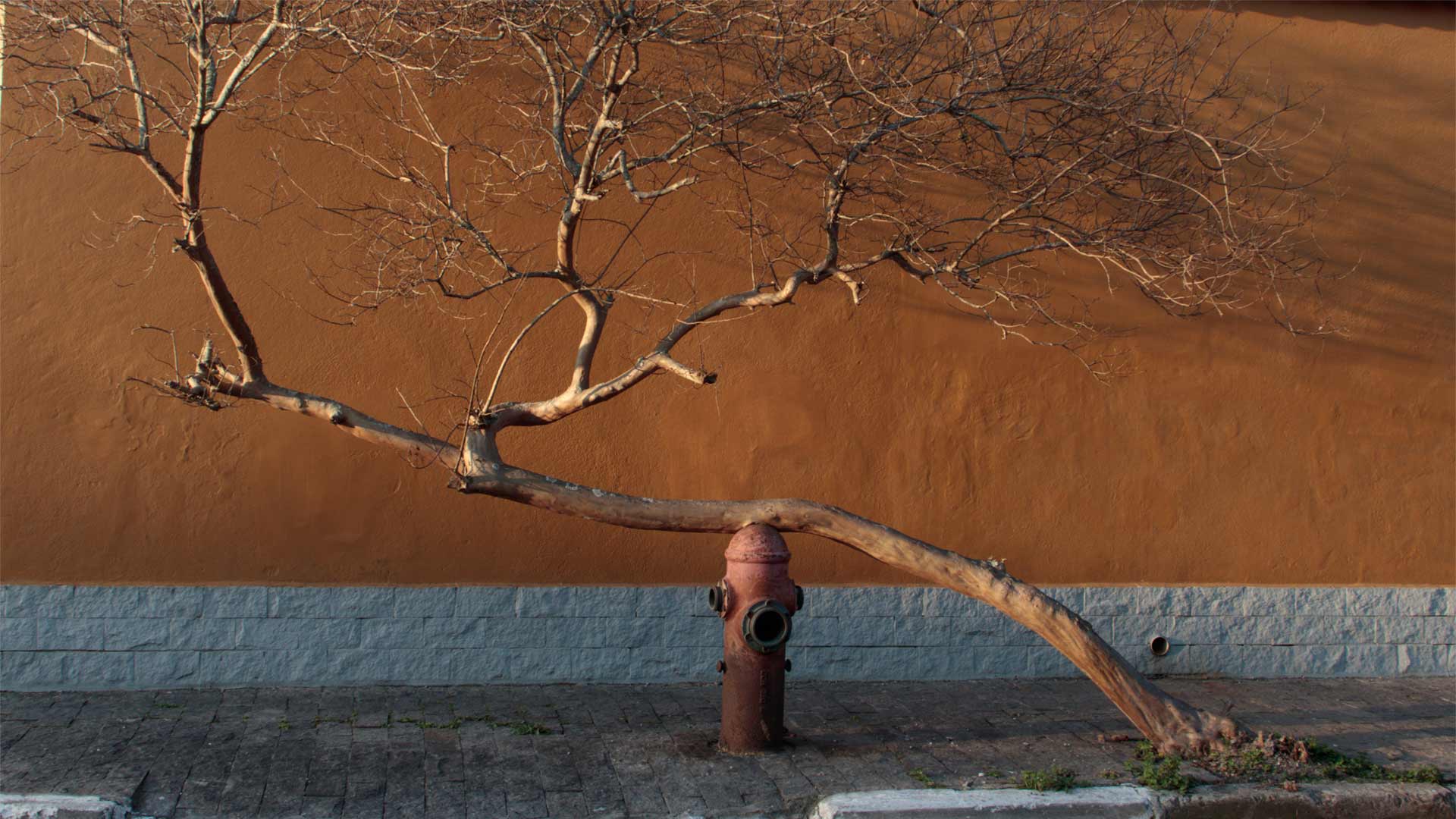 Guava tree standing on a red fire hydrant