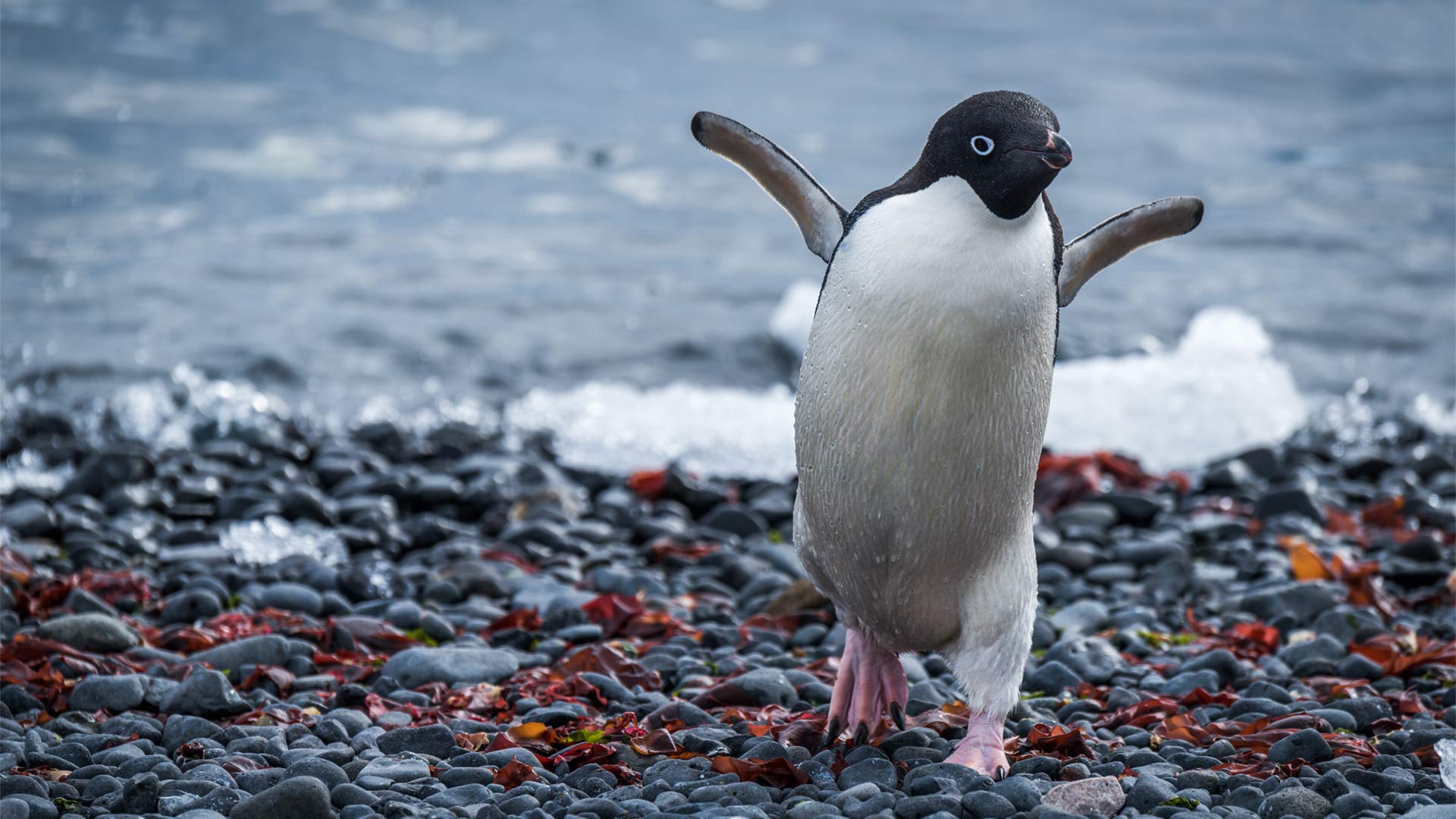 A Adelie Penguine running on a shingle beach