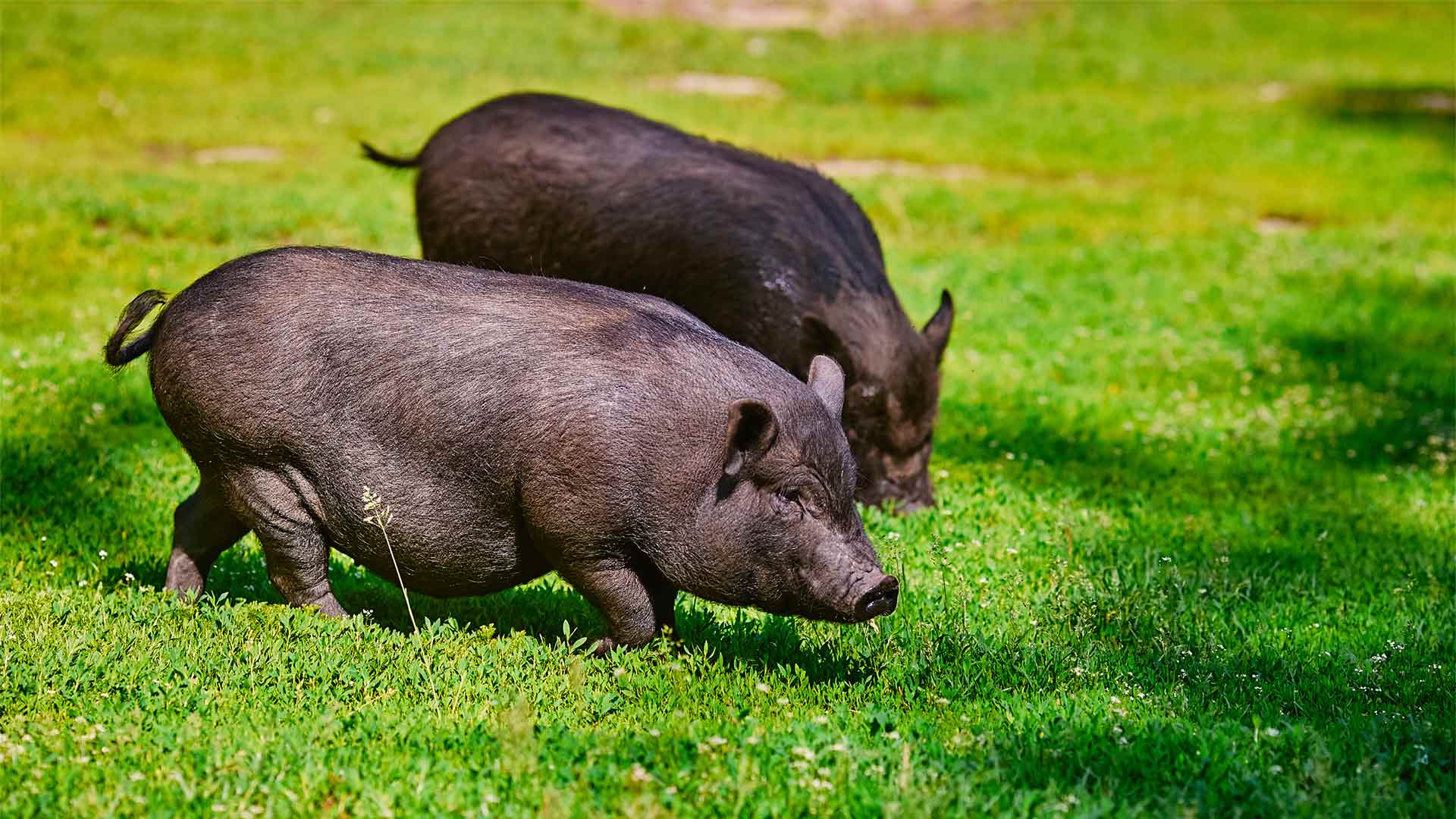 Vietnamese pigs running amuck